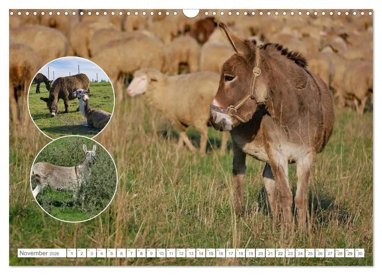 Bild: 9783516725032 | Weidetiere - Landschaftsgestalter seit Jahrhunderten (Wandkalender...