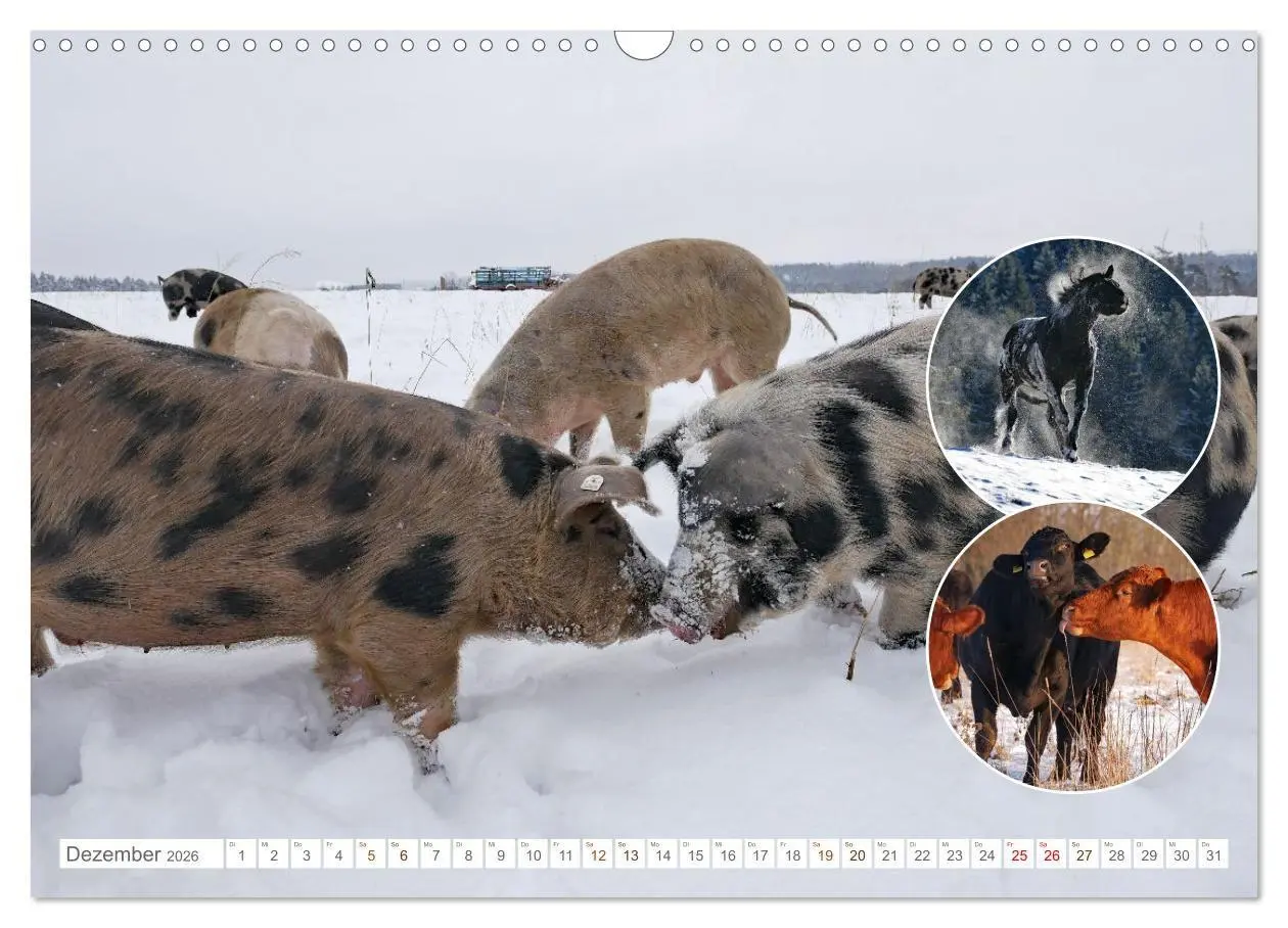 Bild: 9783516725032 | Weidetiere - Landschaftsgestalter seit Jahrhunderten (Wandkalender...