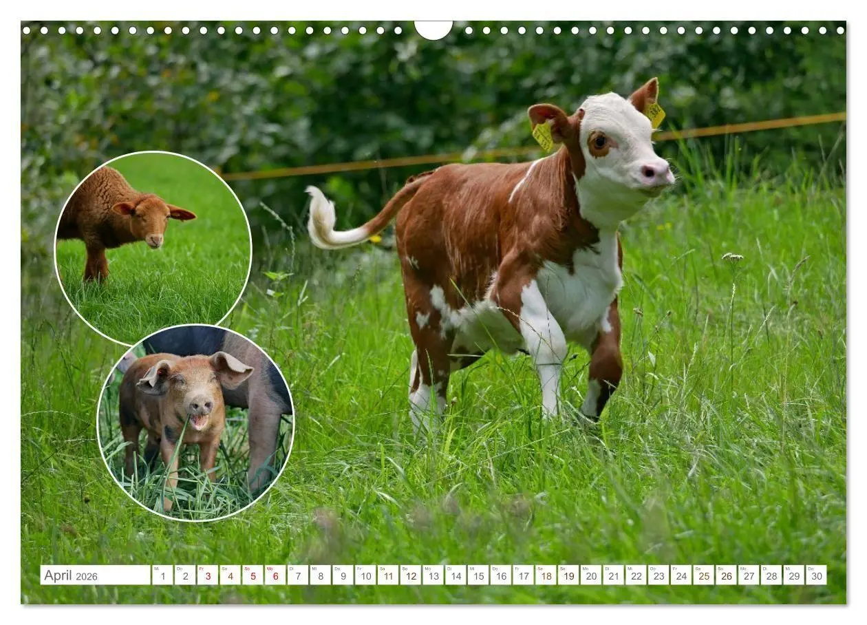 Bild: 9783516725032 | Weidetiere - Landschaftsgestalter seit Jahrhunderten (Wandkalender...