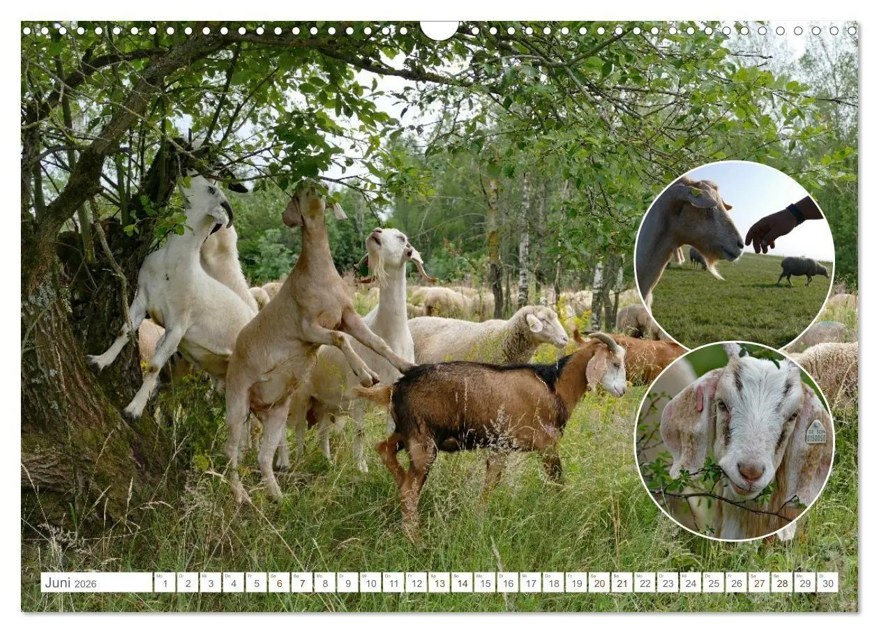 Bild: 9783516725032 | Weidetiere - Landschaftsgestalter seit Jahrhunderten (Wandkalender...