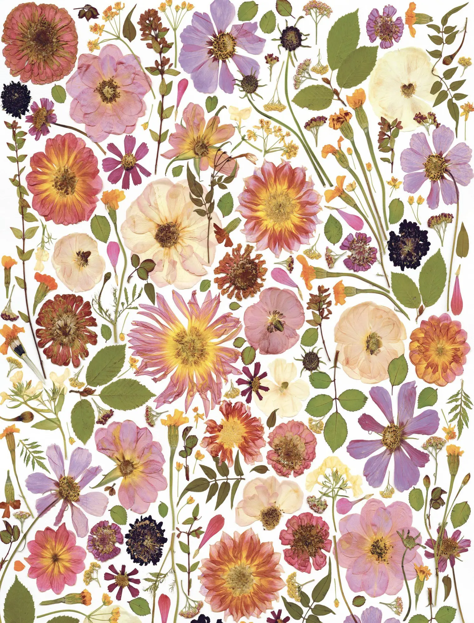 Bild: 9781648295232 | Beautiful Blooms Wrapping Paper Book | Rachel Parri (u. a.) | Buch