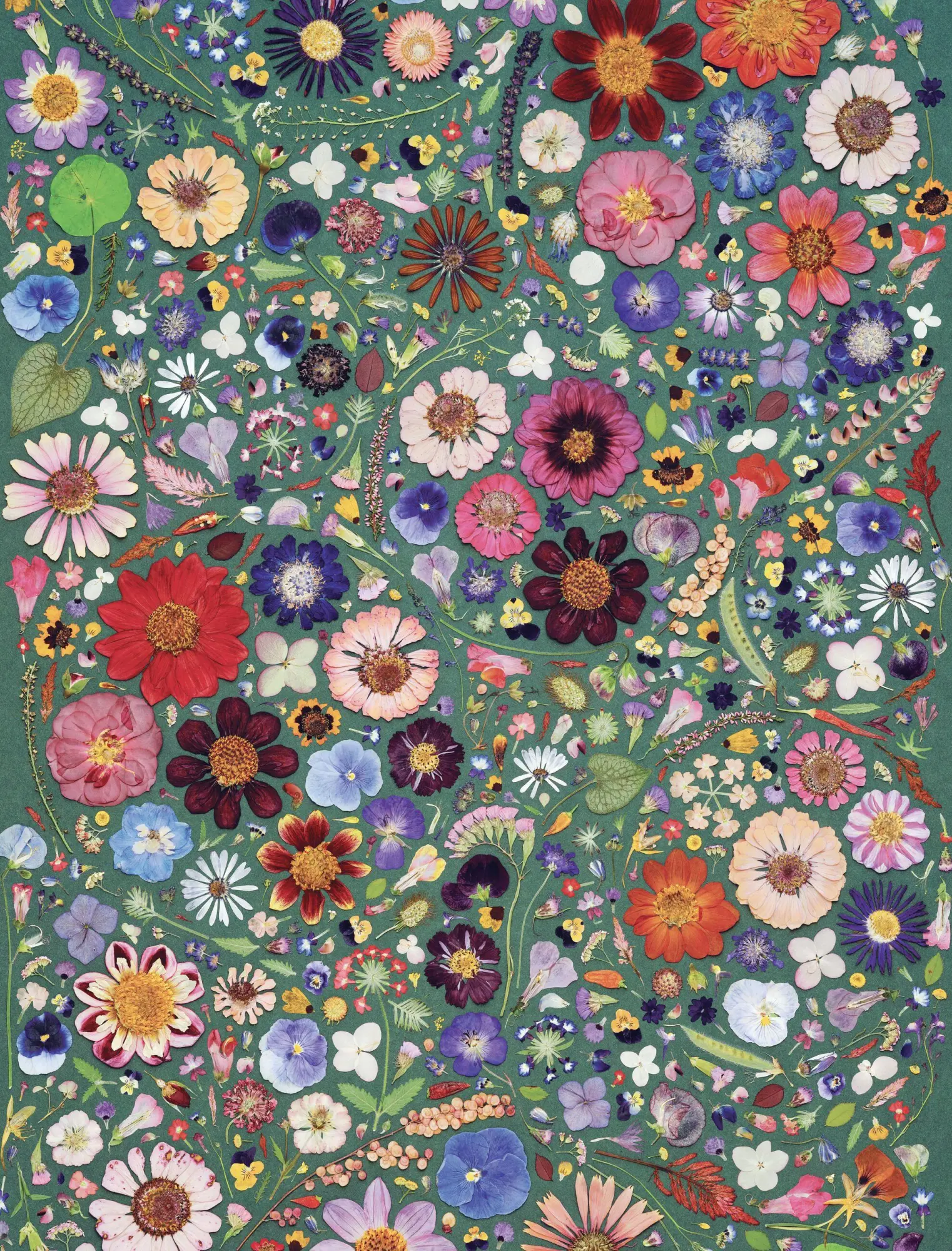 Bild: 9781648295232 | Beautiful Blooms Wrapping Paper Book | Rachel Parri (u. a.) | Buch