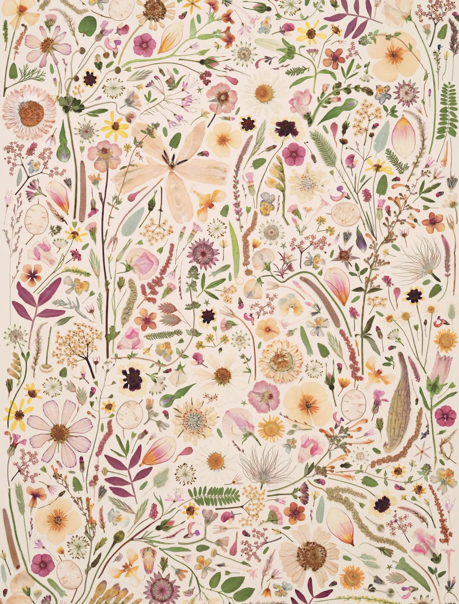 Bild: 9781648295232 | Beautiful Blooms Wrapping Paper Book | Rachel Parri (u. a.) | Buch