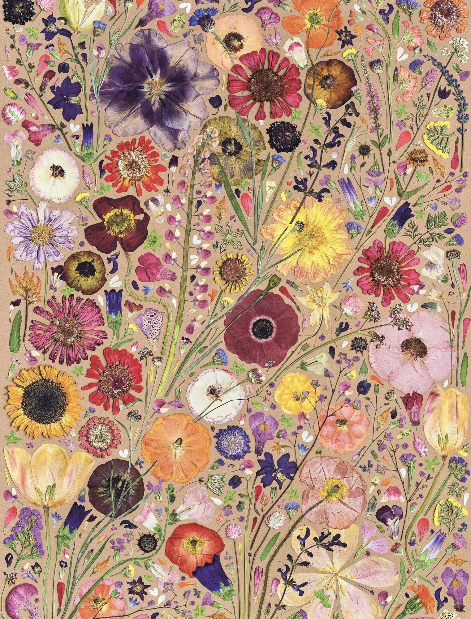 Bild: 9781648295232 | Beautiful Blooms Wrapping Paper Book | Rachel Parri (u. a.) | Buch