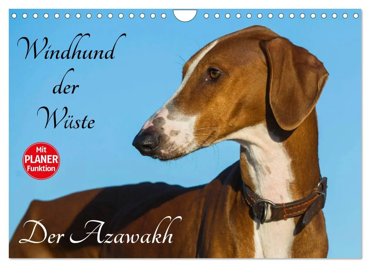 Cover: 9783516005332 | Windhund der Wüste - Der Azawakh (Wandkalender 2026 DIN A4 quer),...