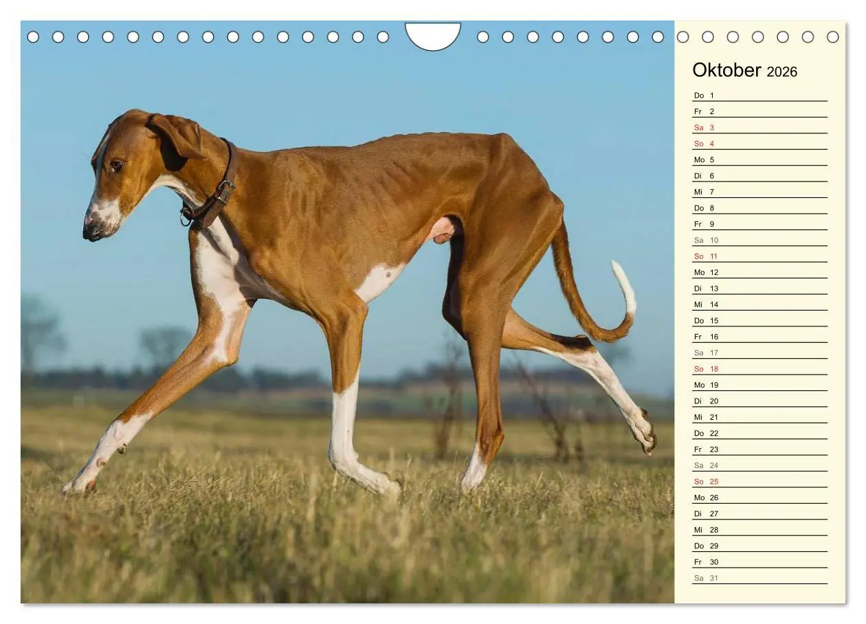 Bild: 9783516005332 | Windhund der Wüste - Der Azawakh (Wandkalender 2026 DIN A4 quer),...