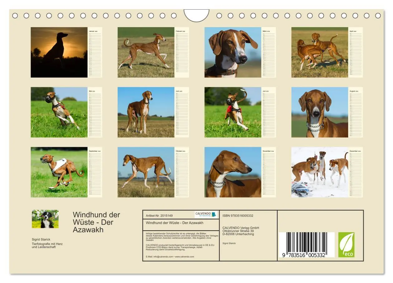 Bild: 9783516005332 | Windhund der Wüste - Der Azawakh (Wandkalender 2026 DIN A4 quer),...