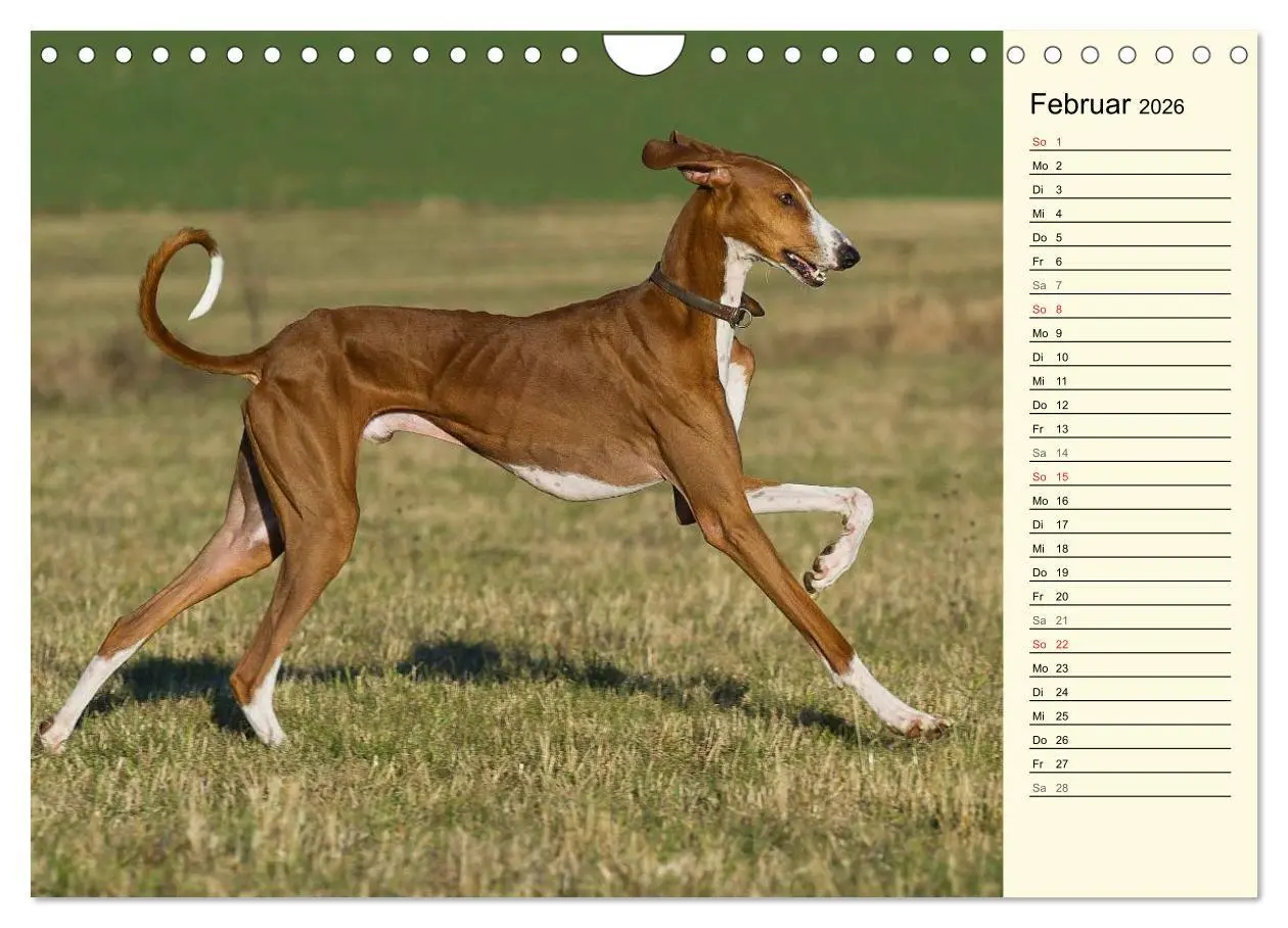 Bild: 9783516005332 | Windhund der Wüste - Der Azawakh (Wandkalender 2026 DIN A4 quer),...