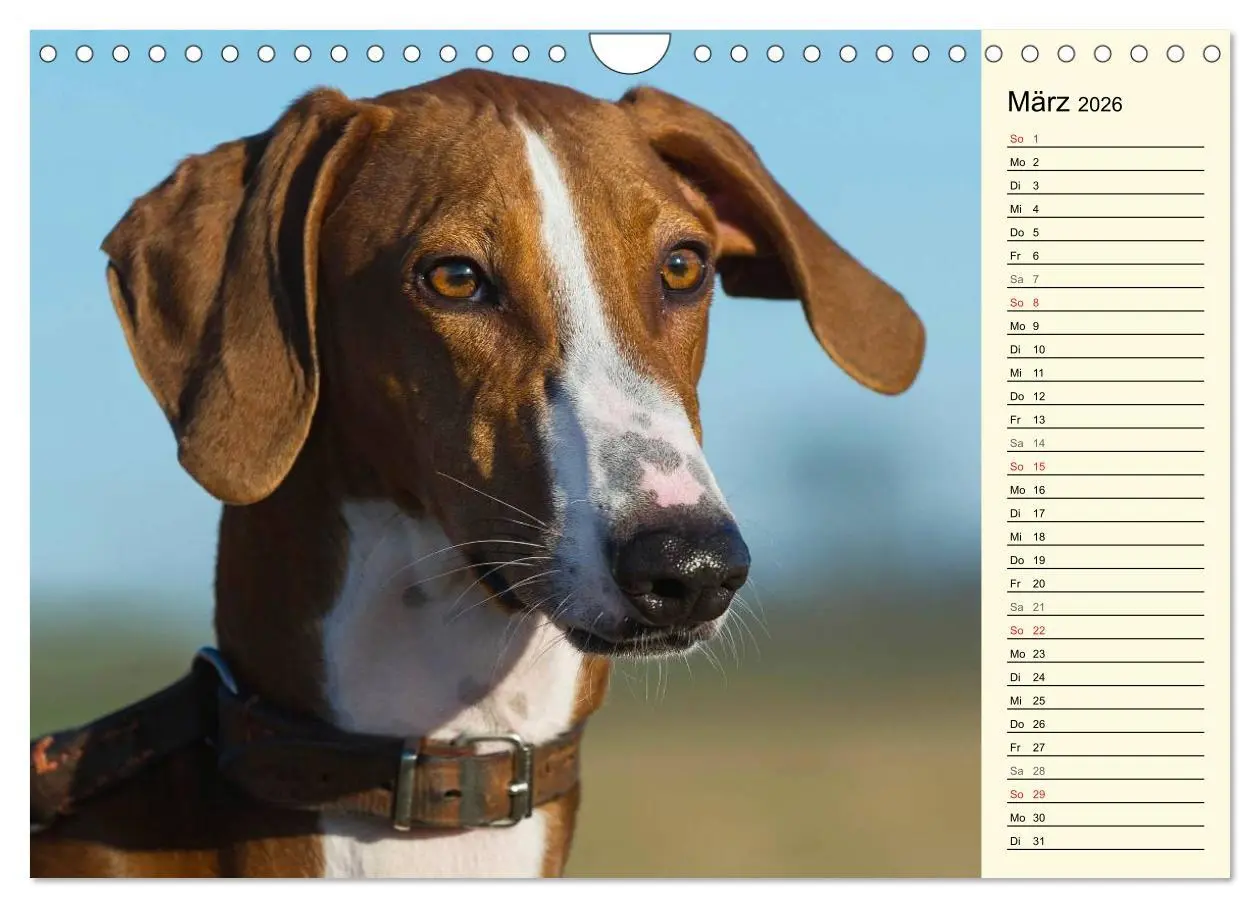 Bild: 9783516005332 | Windhund der Wüste - Der Azawakh (Wandkalender 2026 DIN A4 quer),...