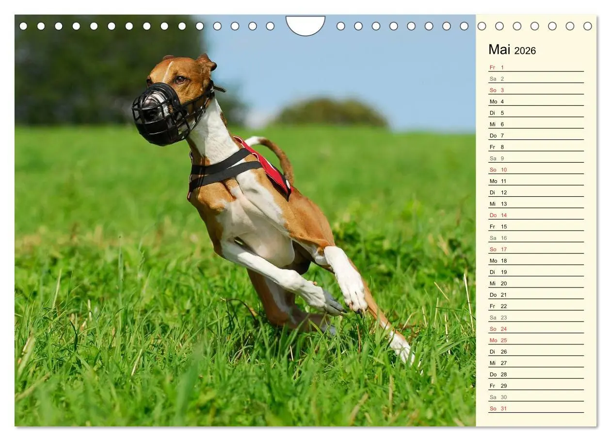 Bild: 9783516005332 | Windhund der Wüste - Der Azawakh (Wandkalender 2026 DIN A4 quer),...