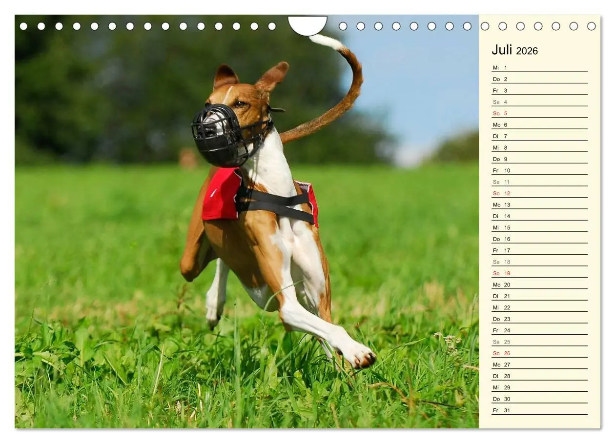 Bild: 9783516005332 | Windhund der Wüste - Der Azawakh (Wandkalender 2026 DIN A4 quer),...