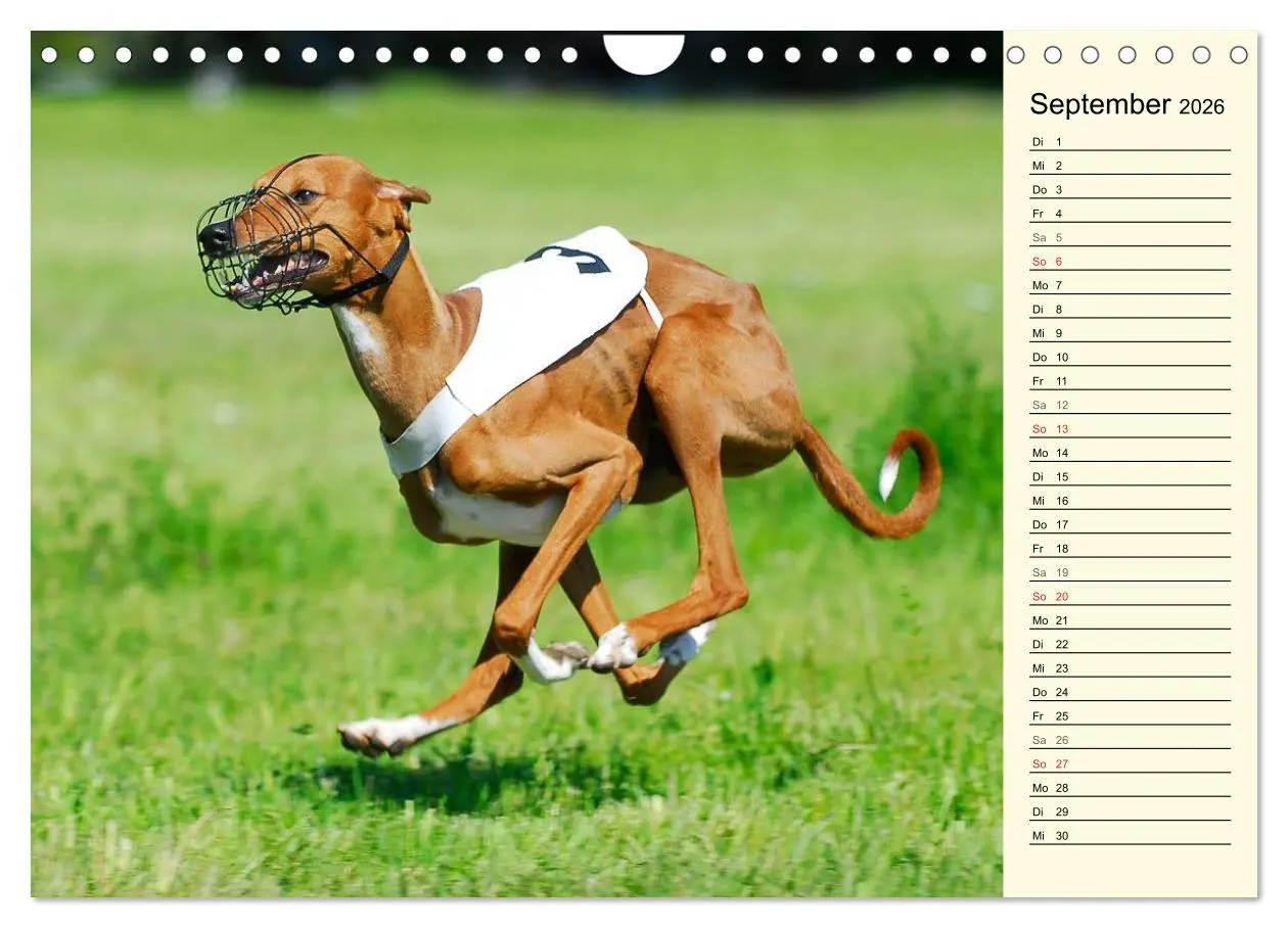Bild: 9783516005332 | Windhund der Wüste - Der Azawakh (Wandkalender 2026 DIN A4 quer),...
