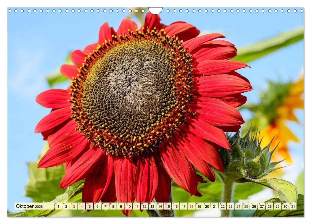 Bild: 9783457765432 | Sonnenblumen. Das Strahlen des Sommers (Wandkalender 2026 DIN A3...