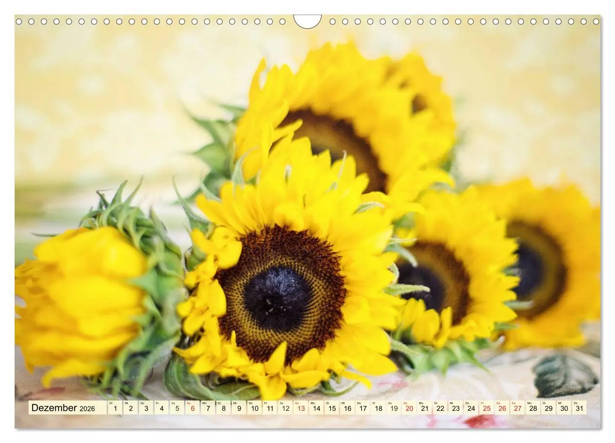 Bild: 9783457765432 | Sonnenblumen. Das Strahlen des Sommers (Wandkalender 2026 DIN A3...