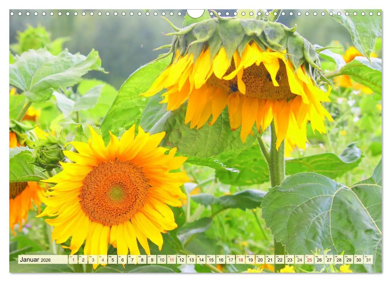Bild: 9783457765432 | Sonnenblumen. Das Strahlen des Sommers (Wandkalender 2026 DIN A3...