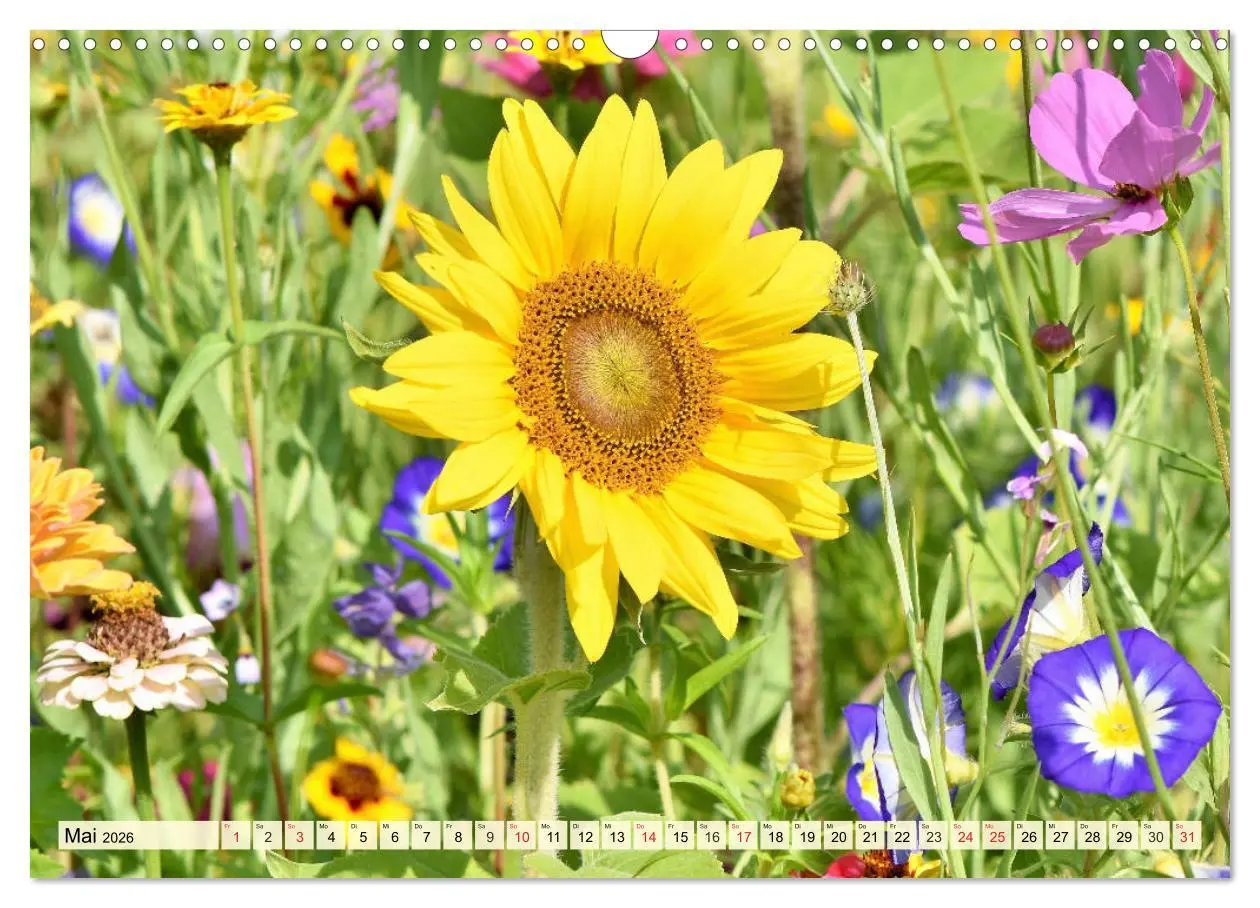 Bild: 9783457765432 | Sonnenblumen. Das Strahlen des Sommers (Wandkalender 2026 DIN A3...