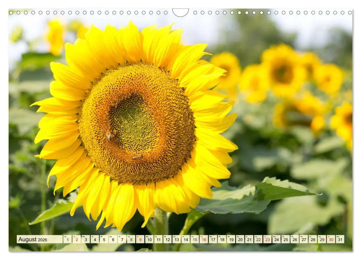 Bild: 9783457765432 | Sonnenblumen. Das Strahlen des Sommers (Wandkalender 2026 DIN A3...