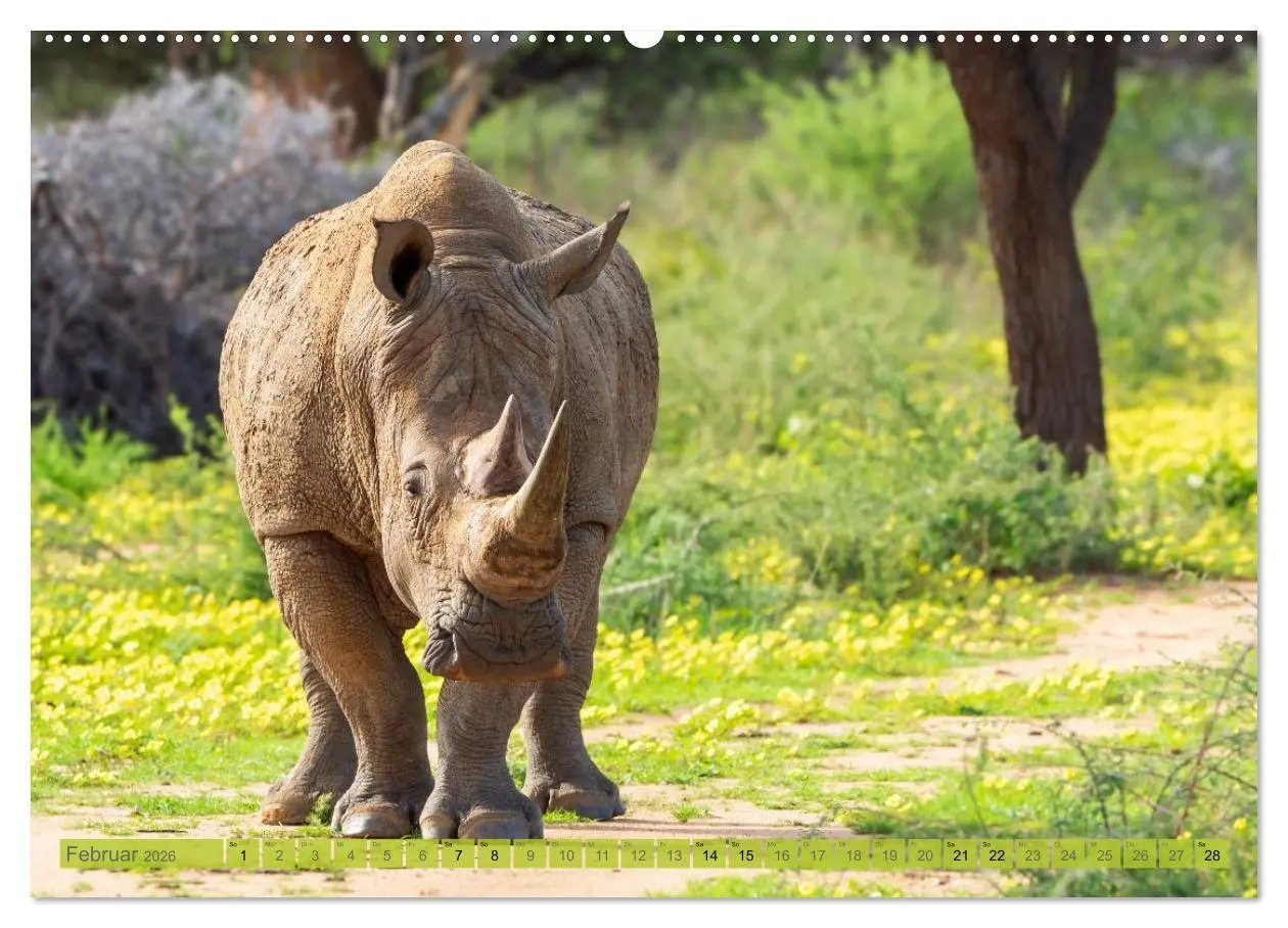 Bild: 9783516235432 | Das südliche Afrika 2026 (Wandkalender 2026 DIN A2 quer), CALVENDO...
