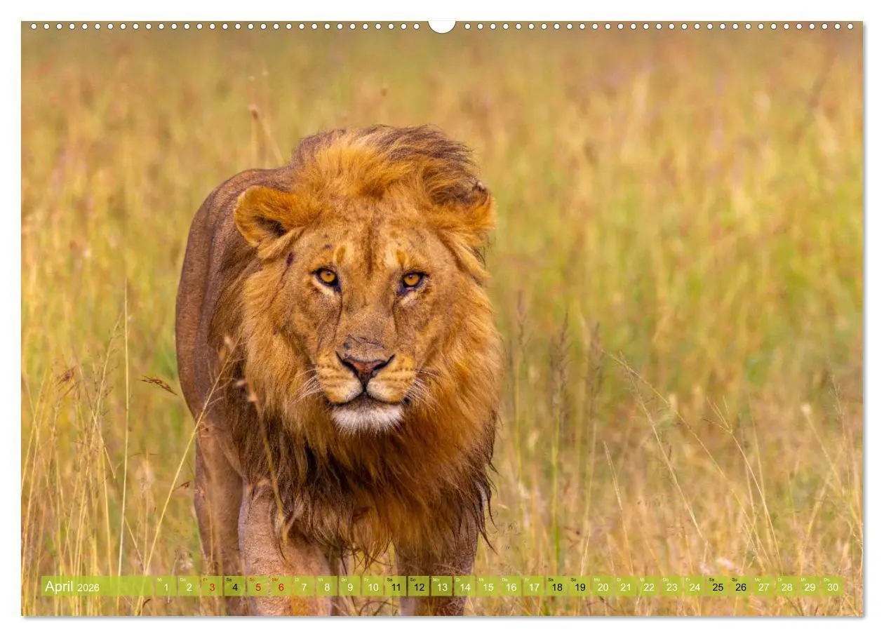 Bild: 9783516235432 | Das südliche Afrika 2026 (Wandkalender 2026 DIN A2 quer), CALVENDO...