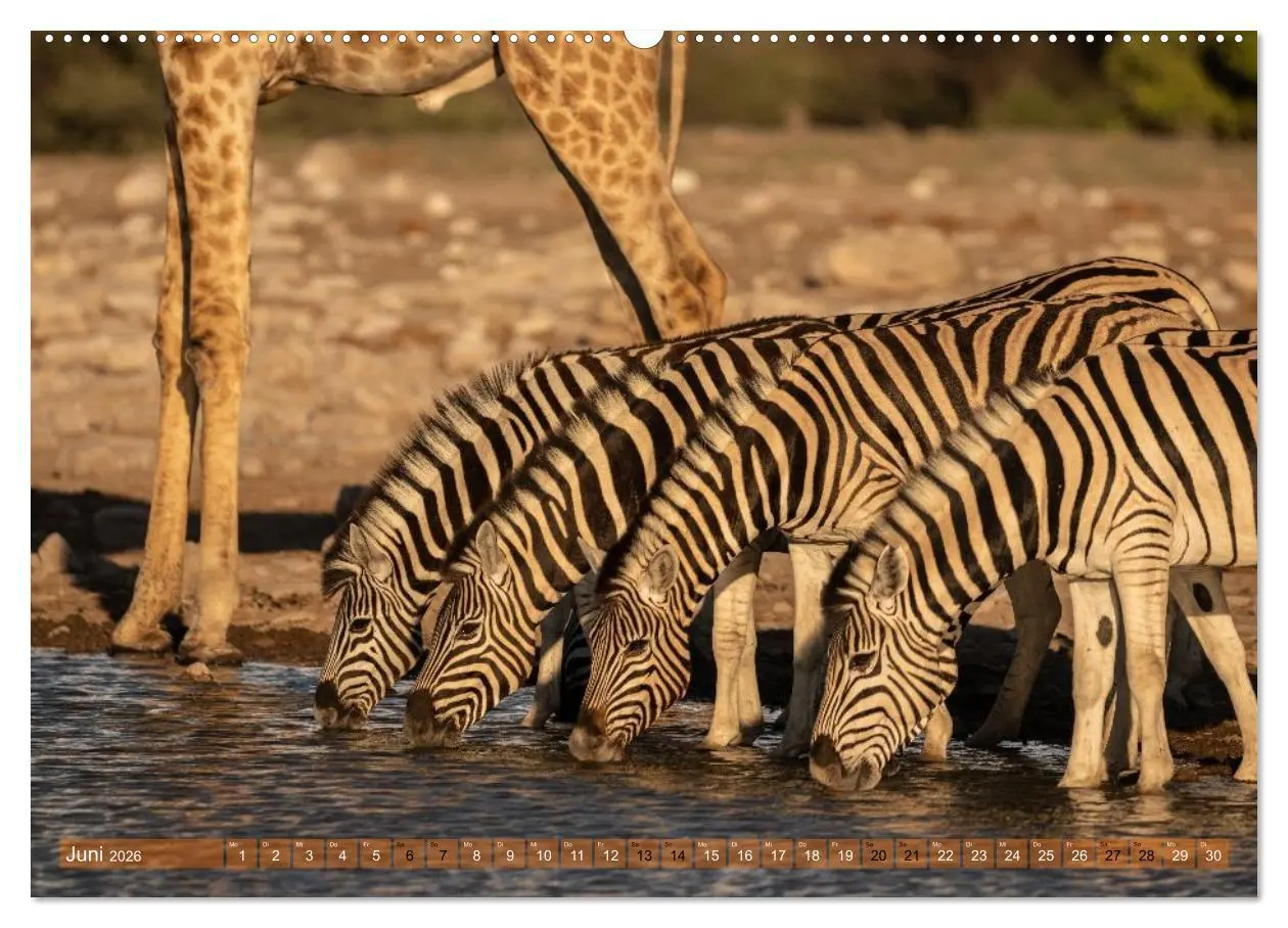 Bild: 9783516235432 | Das südliche Afrika 2026 (Wandkalender 2026 DIN A2 quer), CALVENDO...