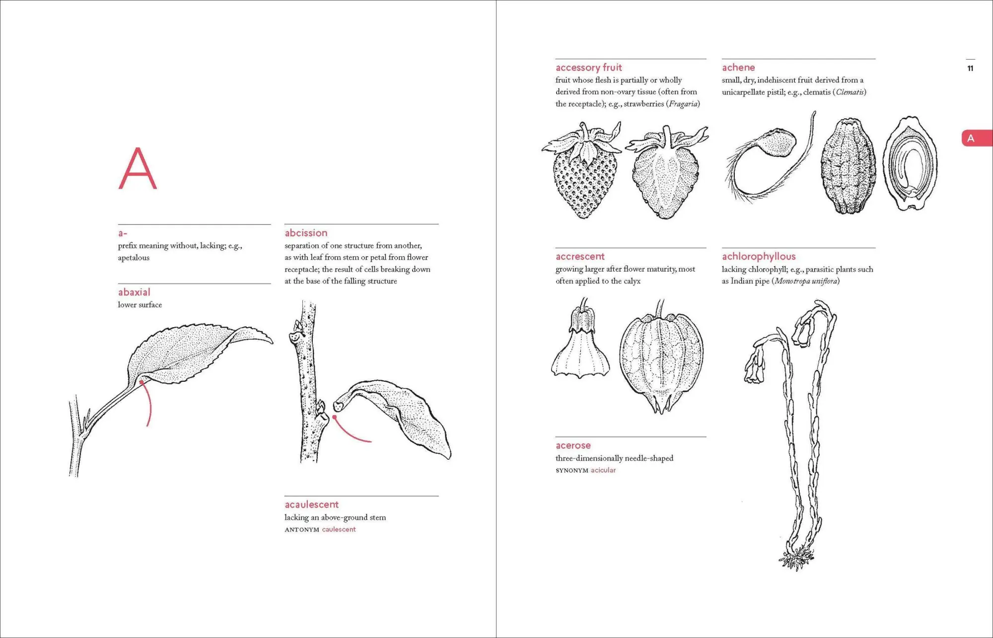 Bild: 9781604695632 | A Botanist's Vocabulary | 1300 Terms Explained and Illustrated | Buch