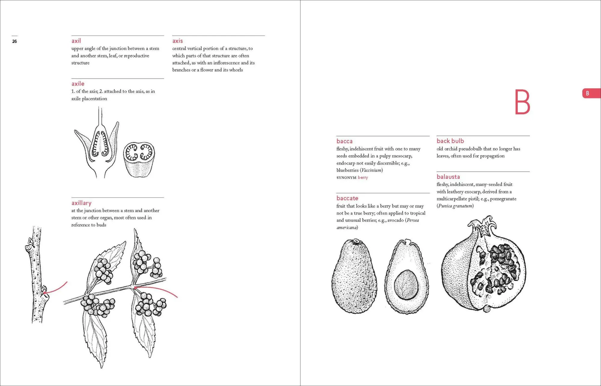 Bild: 9781604695632 | A Botanist's Vocabulary | 1300 Terms Explained and Illustrated | Buch