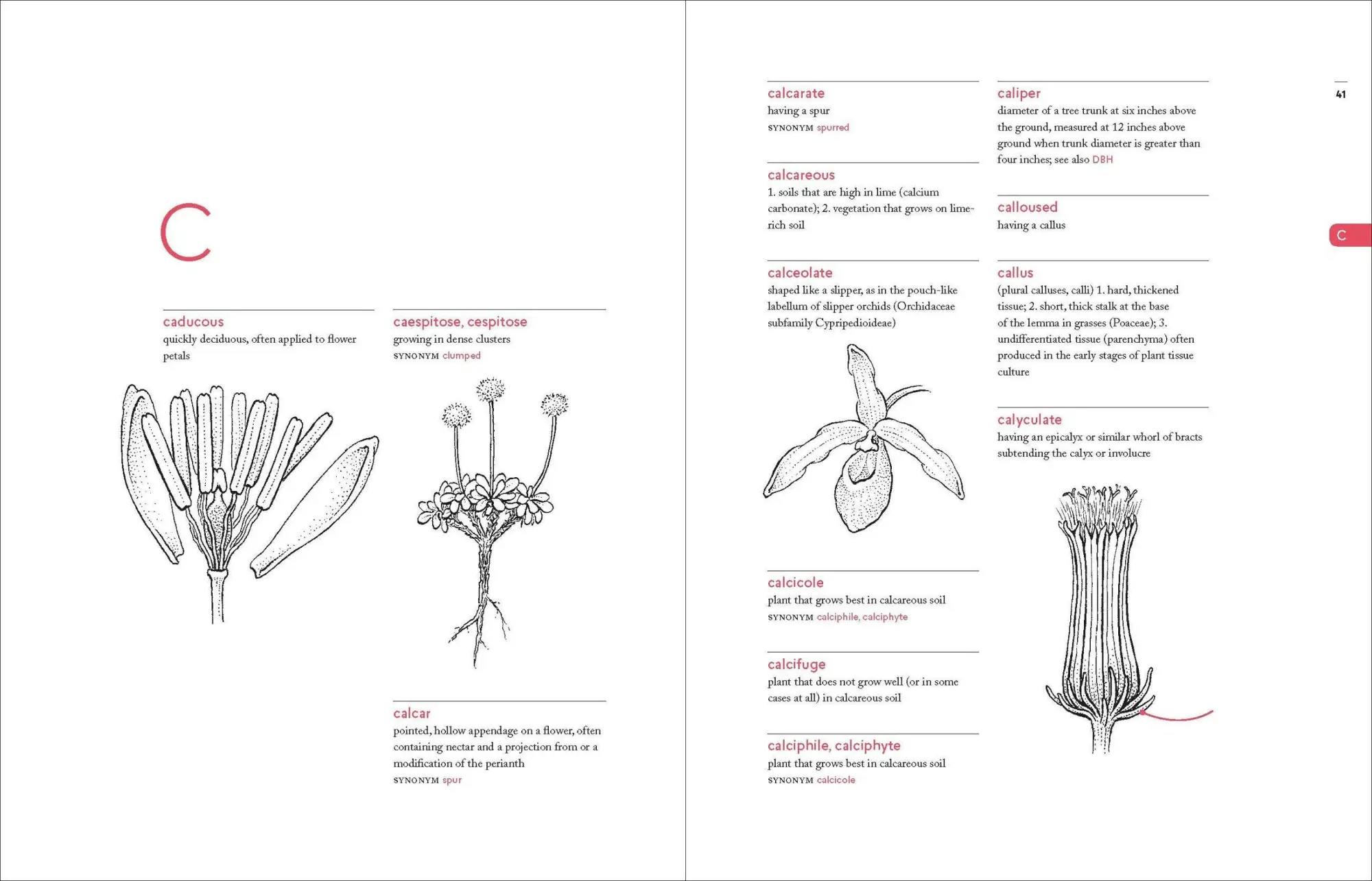 Bild: 9781604695632 | A Botanist's Vocabulary | 1300 Terms Explained and Illustrated | Buch