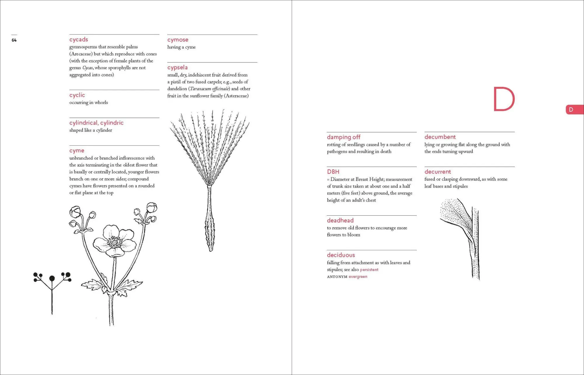 Bild: 9781604695632 | A Botanist's Vocabulary | 1300 Terms Explained and Illustrated | Buch