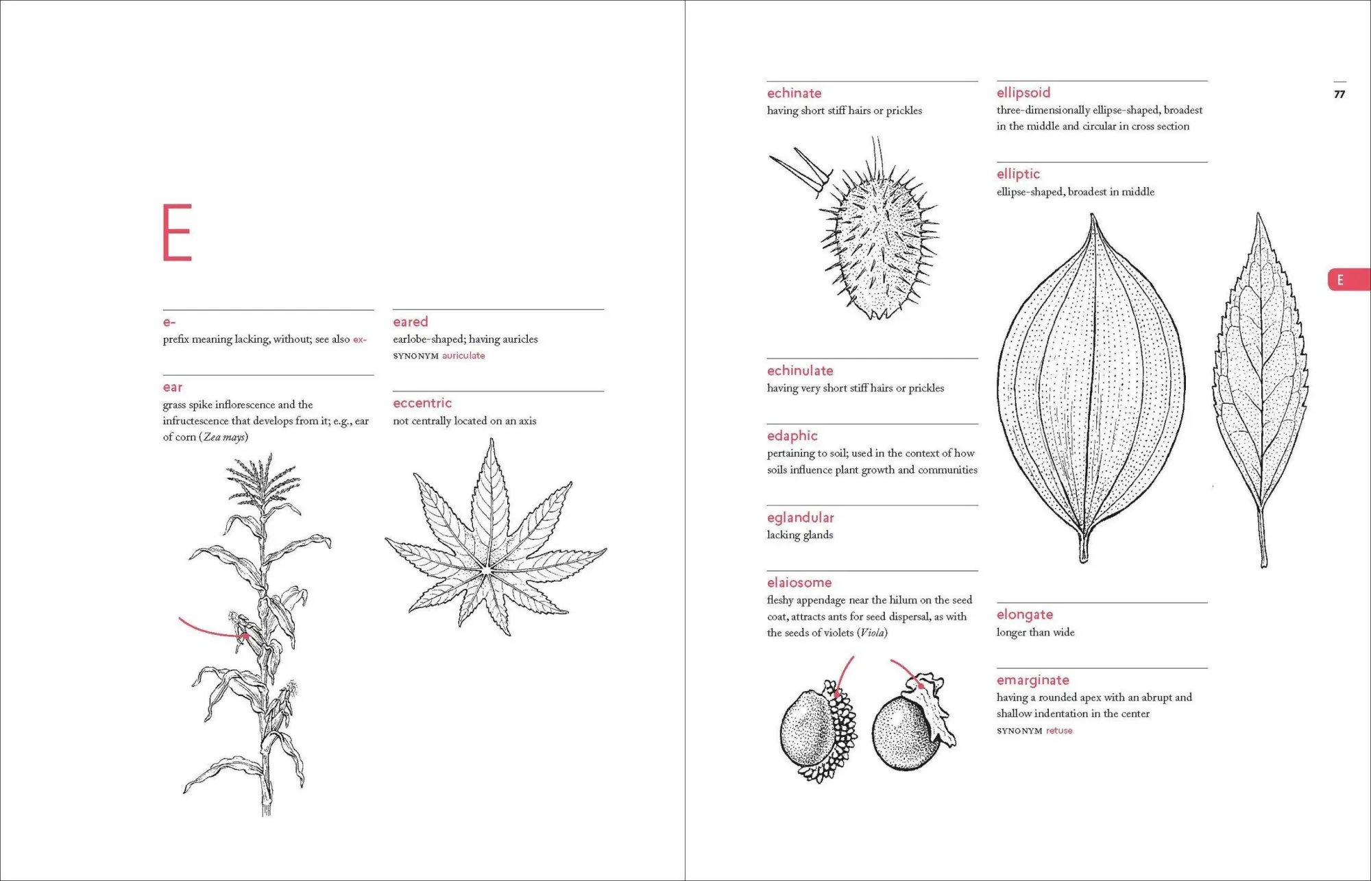 Bild: 9781604695632 | A Botanist's Vocabulary | 1300 Terms Explained and Illustrated | Buch