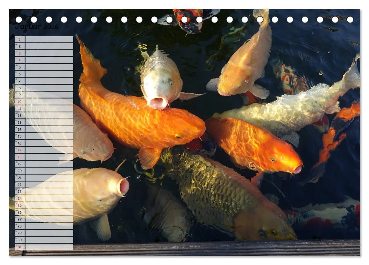 Bild: 9783457675632 | Koikichi Kalender 2026 (Tischkalender 2026 DIN A5 quer), CALVENDO...
