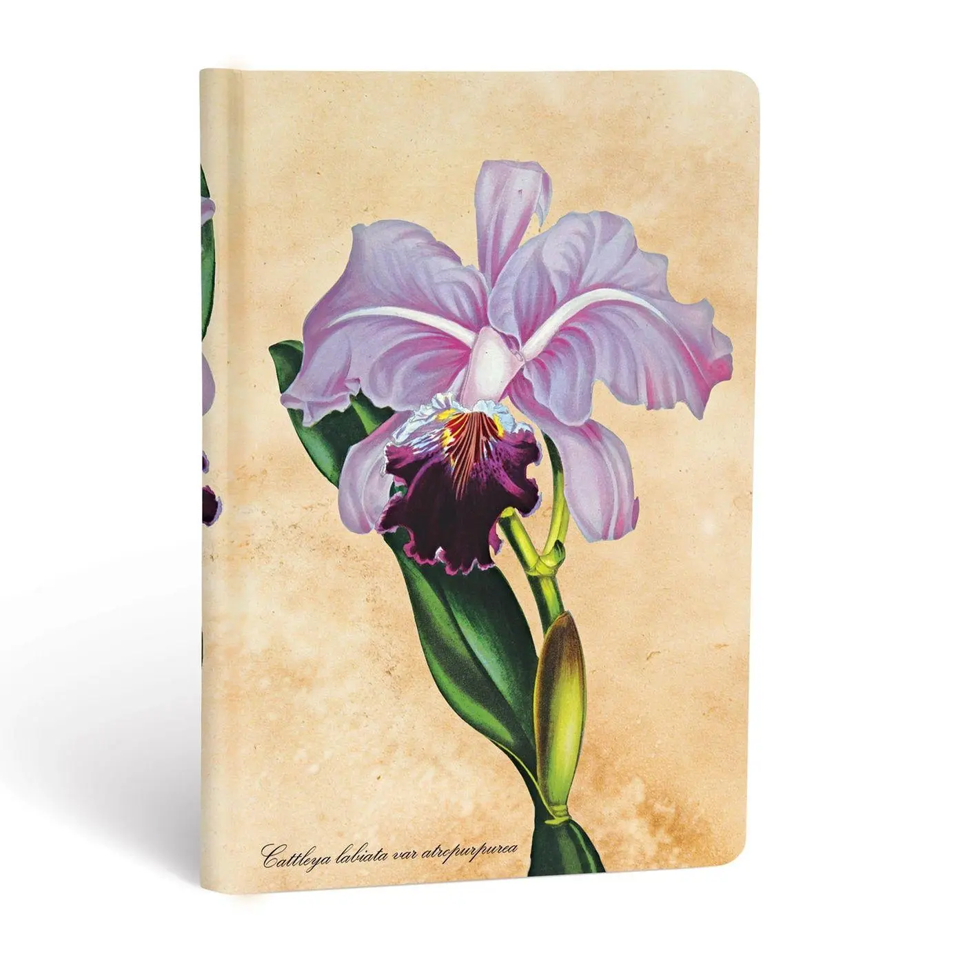 Cover: 9781439735732 | Brazilian Orchid Mini Unlined Hardcover Journal | Paperblanks | Buch