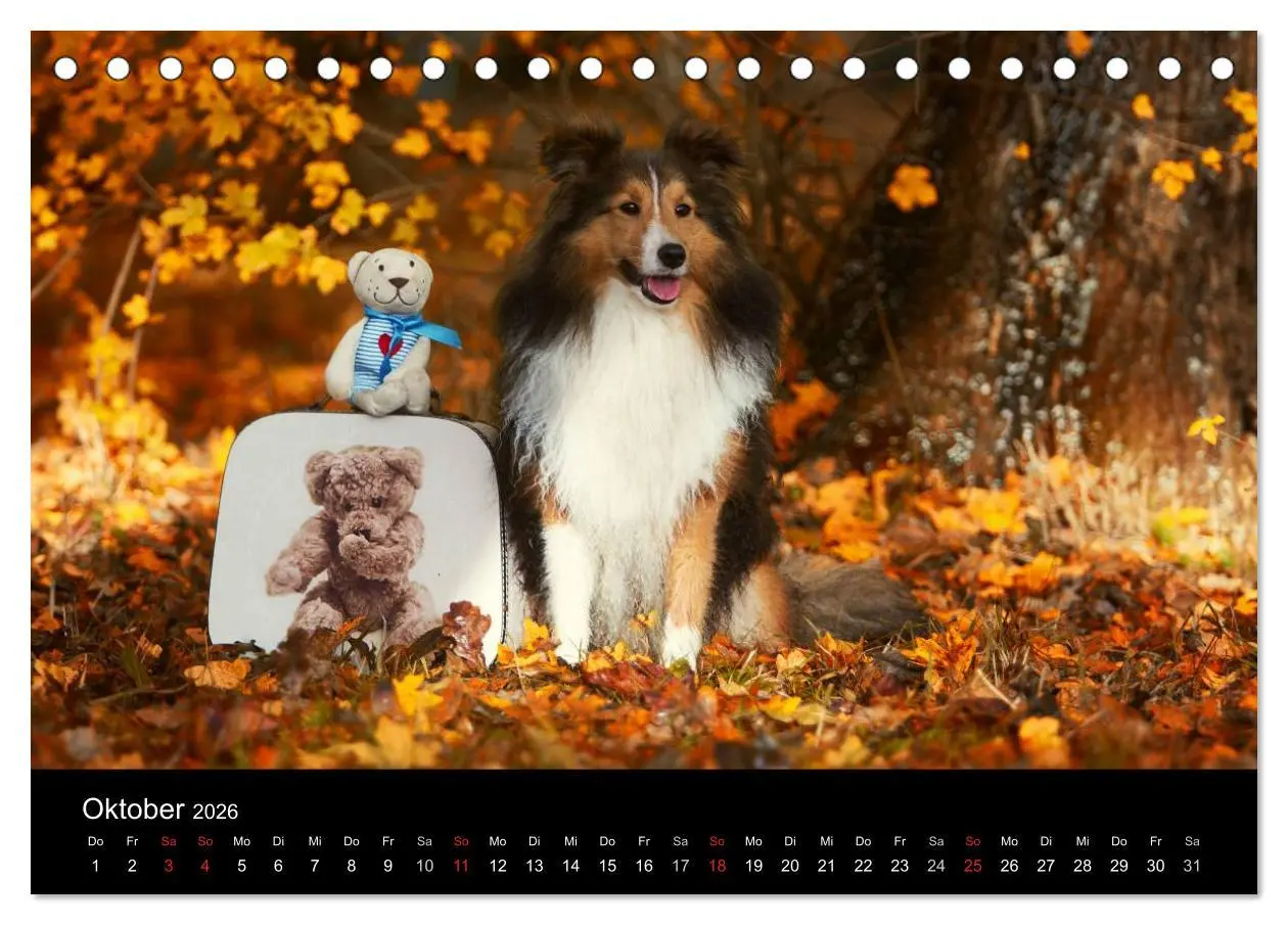 Bild: 9783516055832 | Wir lieben Shelties (Tischkalender 2026 DIN A5 quer), CALVENDO...