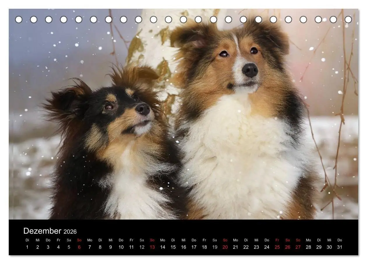 Bild: 9783516055832 | Wir lieben Shelties (Tischkalender 2026 DIN A5 quer), CALVENDO...