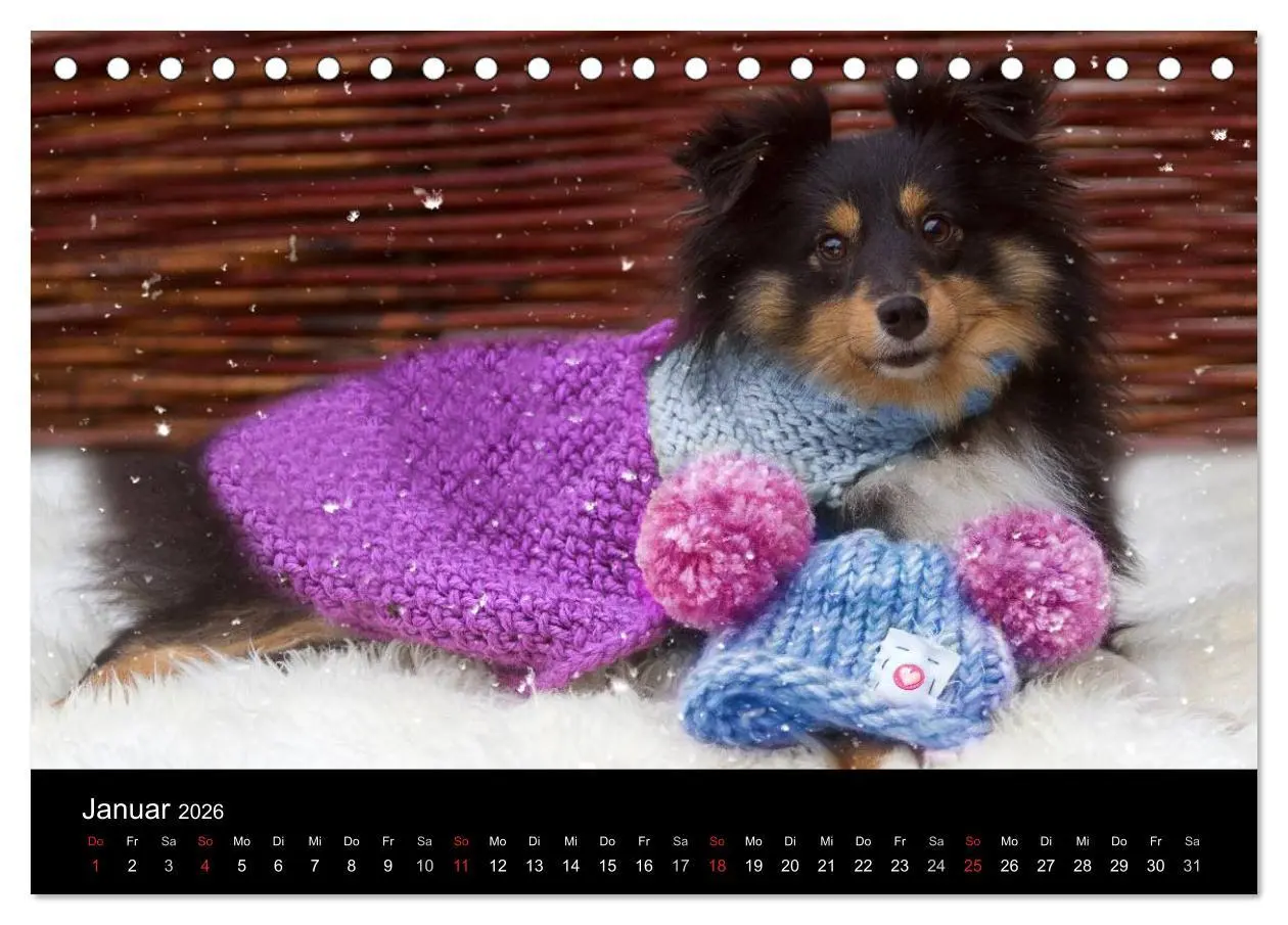 Bild: 9783516055832 | Wir lieben Shelties (Tischkalender 2026 DIN A5 quer), CALVENDO...