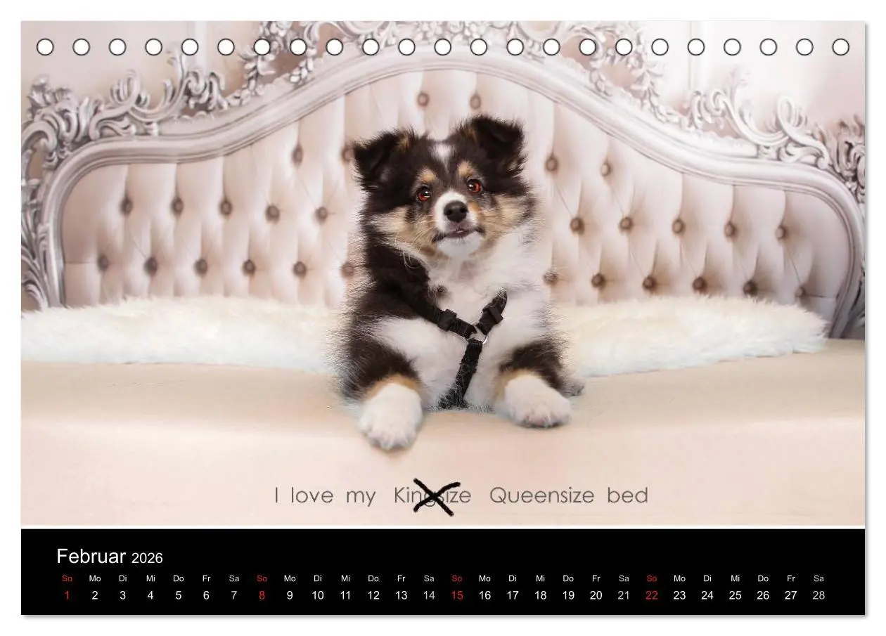 Bild: 9783516055832 | Wir lieben Shelties (Tischkalender 2026 DIN A5 quer), CALVENDO...