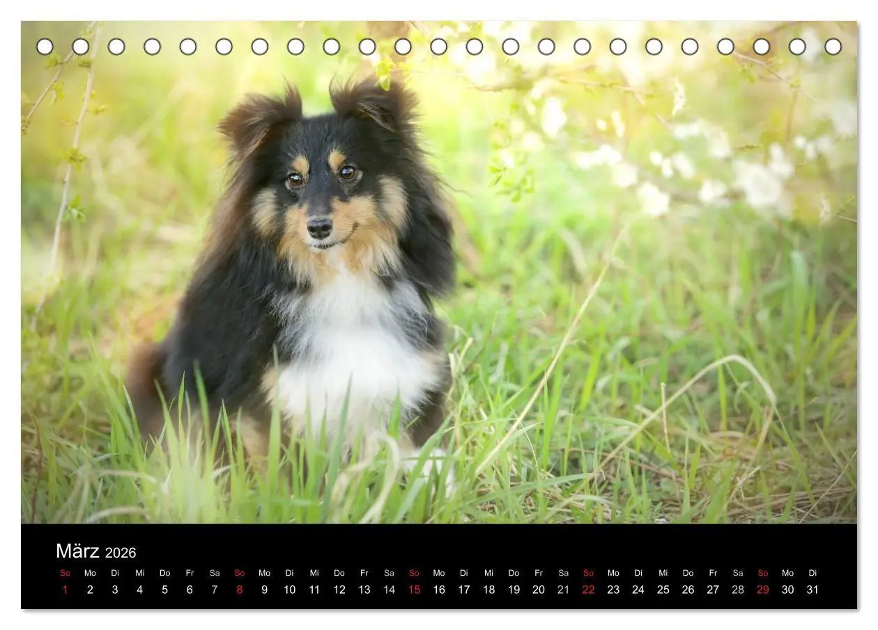Bild: 9783516055832 | Wir lieben Shelties (Tischkalender 2026 DIN A5 quer), CALVENDO...