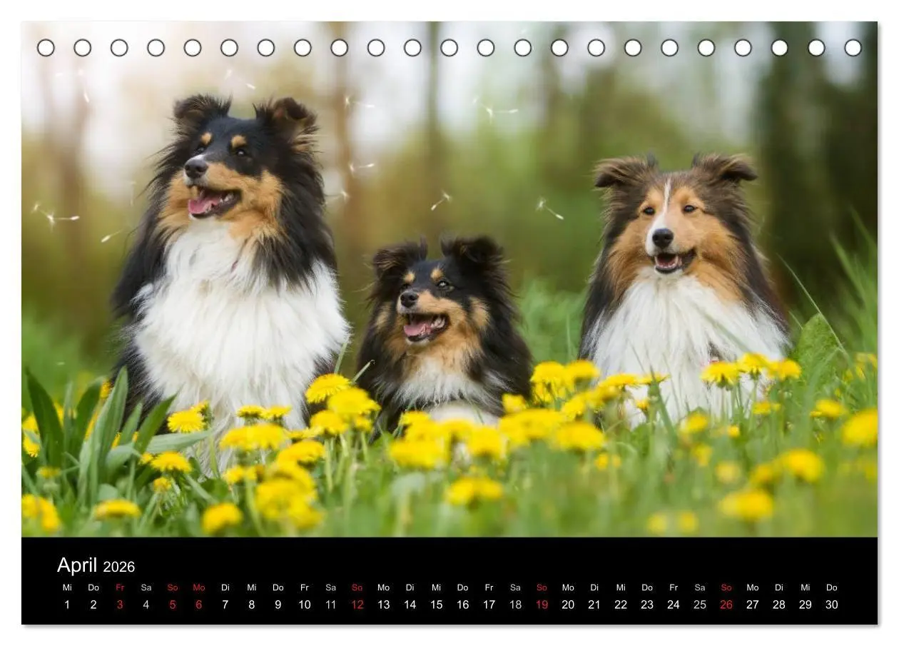 Bild: 9783516055832 | Wir lieben Shelties (Tischkalender 2026 DIN A5 quer), CALVENDO...