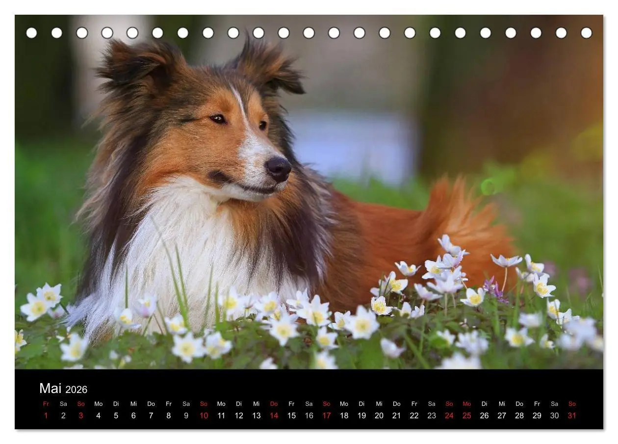 Bild: 9783516055832 | Wir lieben Shelties (Tischkalender 2026 DIN A5 quer), CALVENDO...