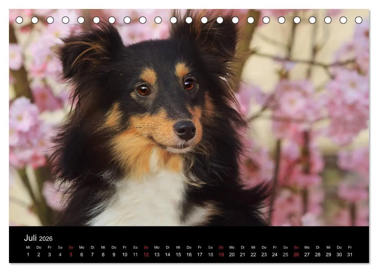 Bild: 9783516055832 | Wir lieben Shelties (Tischkalender 2026 DIN A5 quer), CALVENDO...