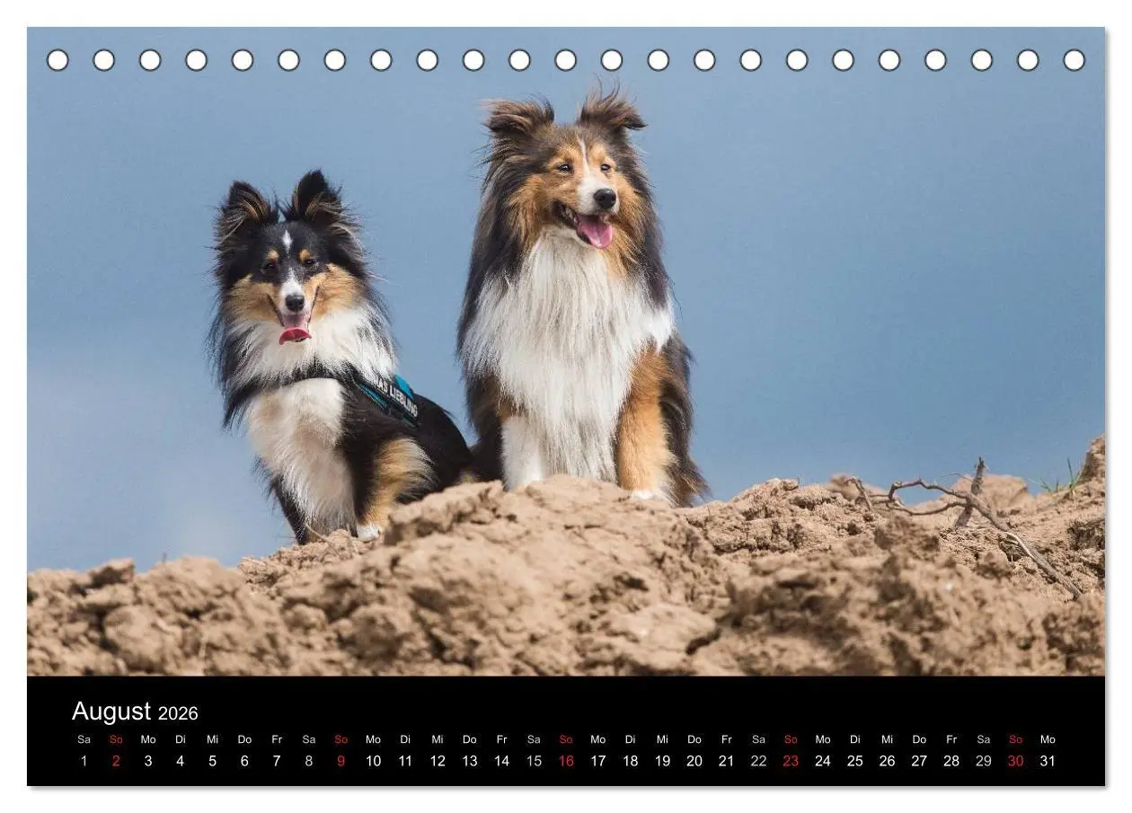 Bild: 9783516055832 | Wir lieben Shelties (Tischkalender 2026 DIN A5 quer), CALVENDO...