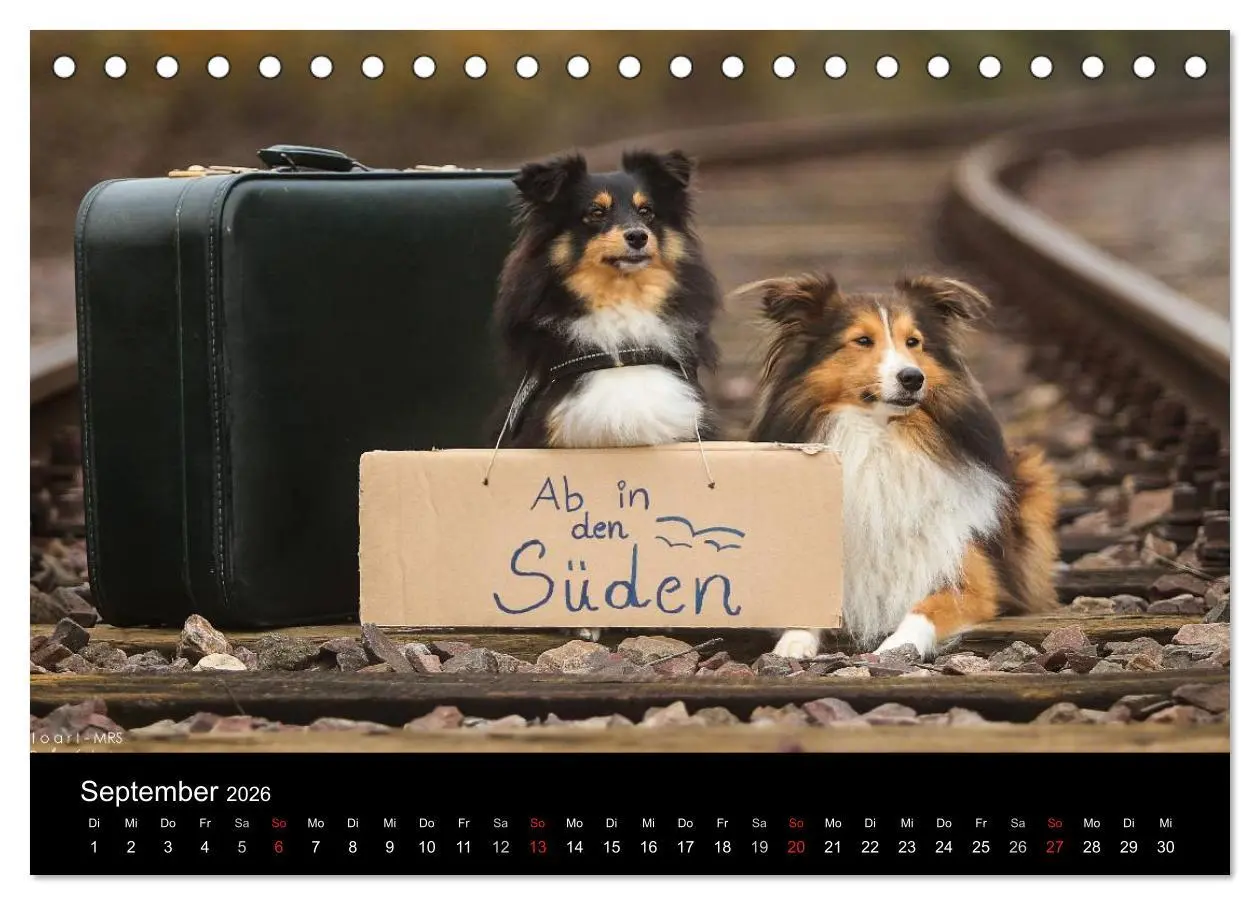 Bild: 9783516055832 | Wir lieben Shelties (Tischkalender 2026 DIN A5 quer), CALVENDO...