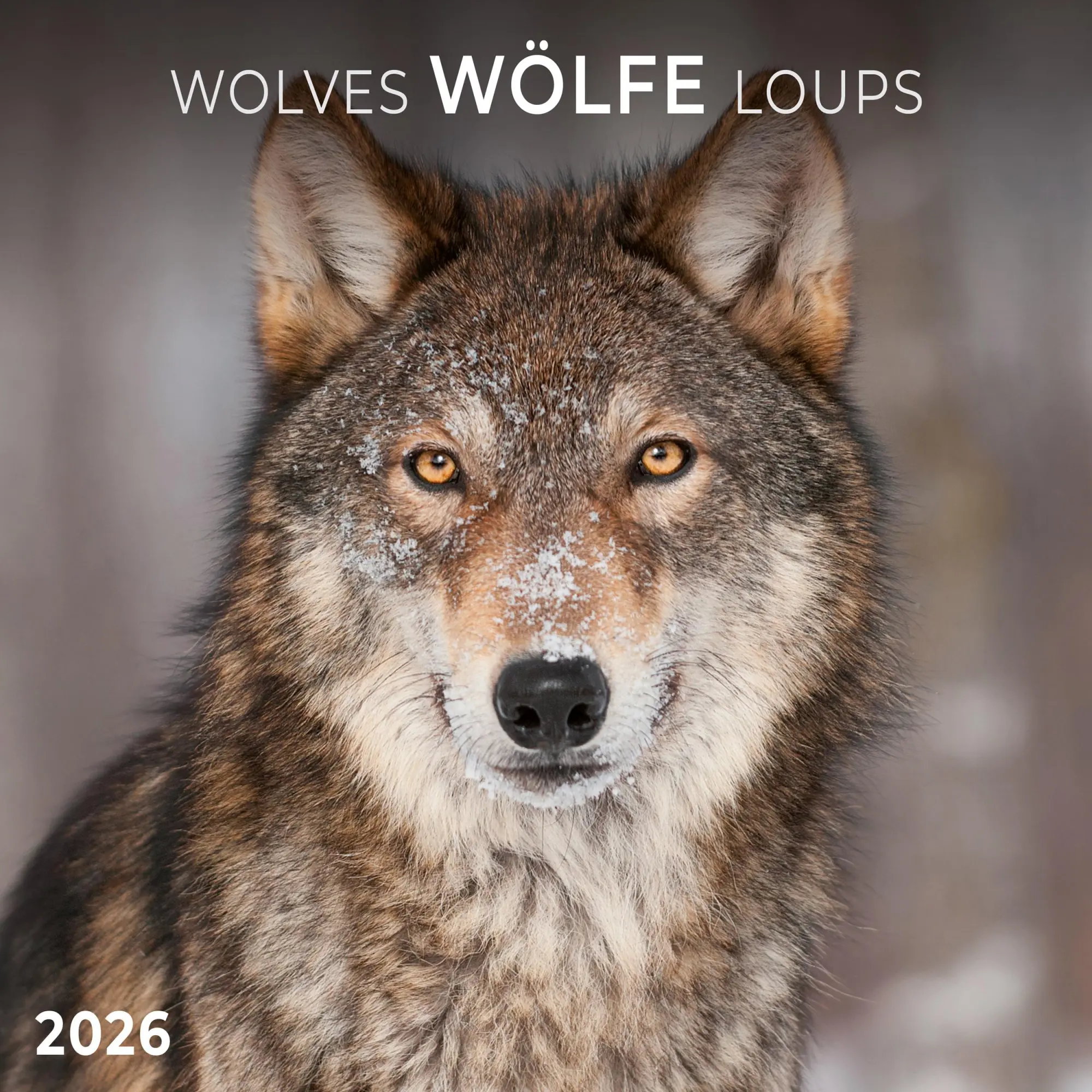 Cover: 9783959295932 | Wölfe/Wolves 2026 | Kalender 2026 | Kalender | Artwork Edition | 28 S.