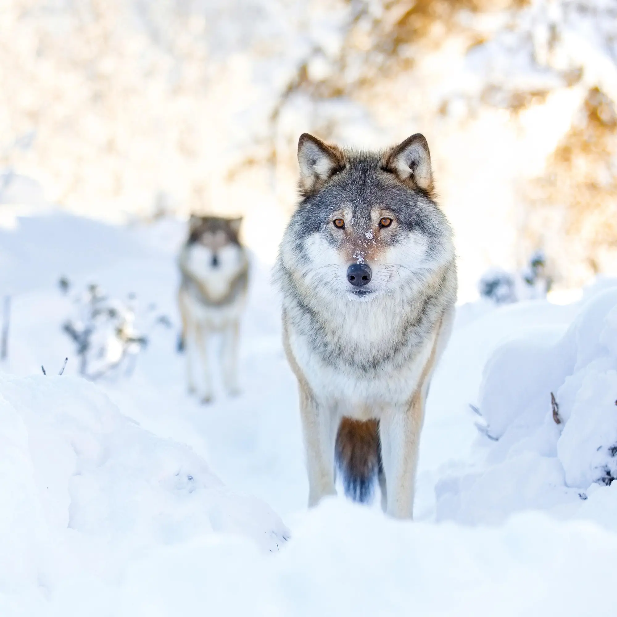 Bild: 9783959295932 | Wölfe/Wolves 2026 | Kalender 2026 | Kalender | Artwork Edition | 28 S.