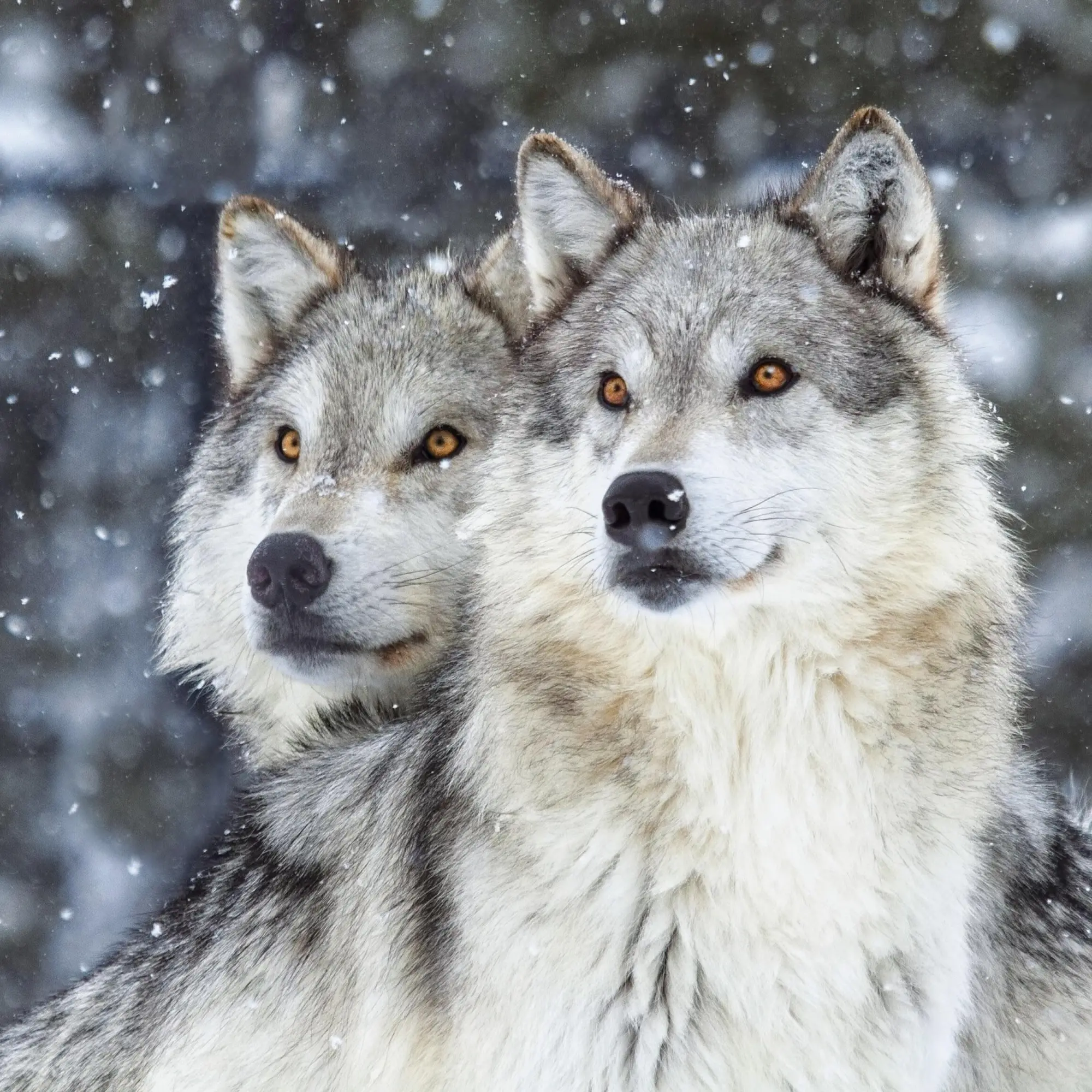 Bild: 9783959295932 | Wölfe/Wolves 2026 | Kalender 2026 | Kalender | Artwork Edition | 28 S.