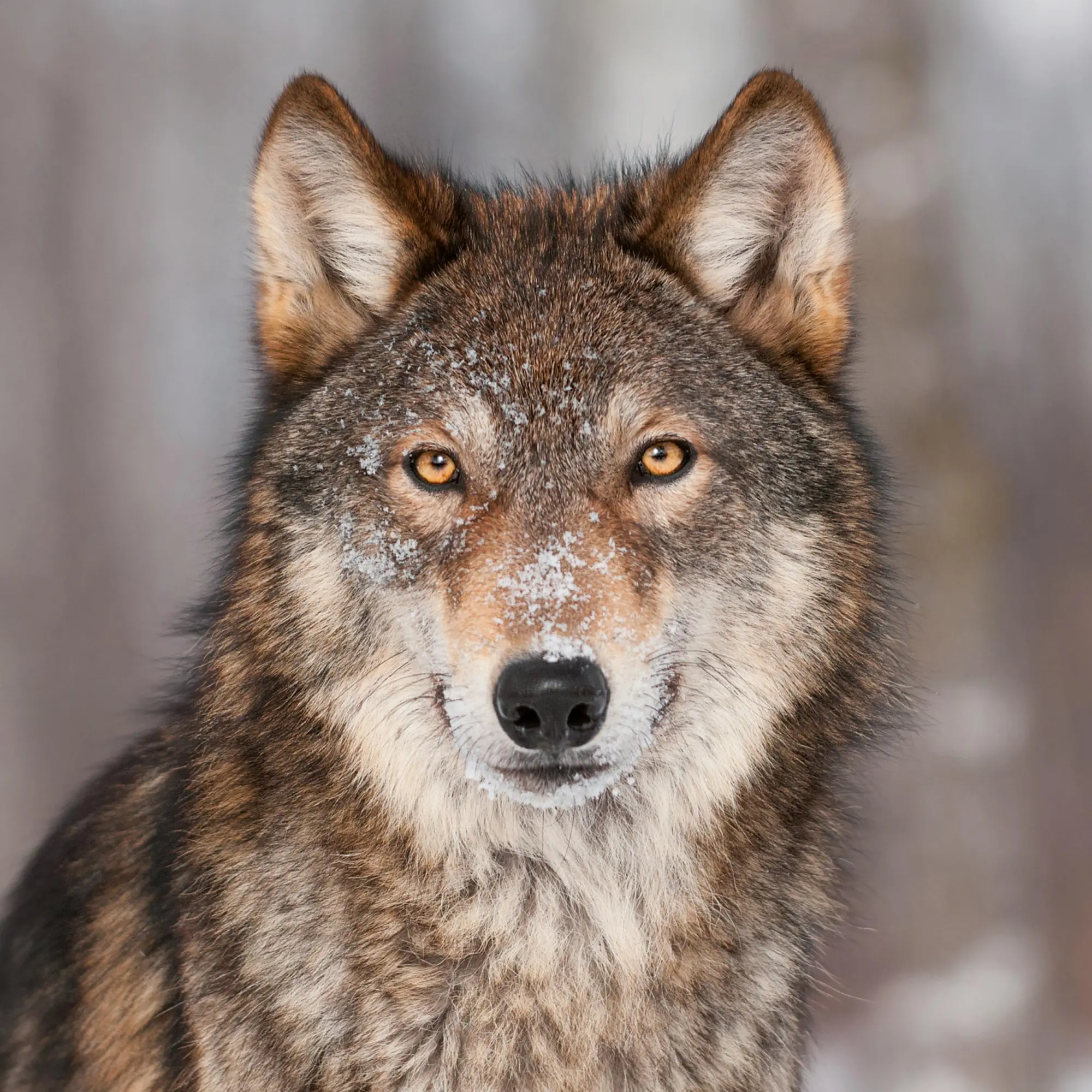 Bild: 9783959295932 | Wölfe/Wolves 2026 | Kalender 2026 | Kalender | Artwork Edition | 28 S.