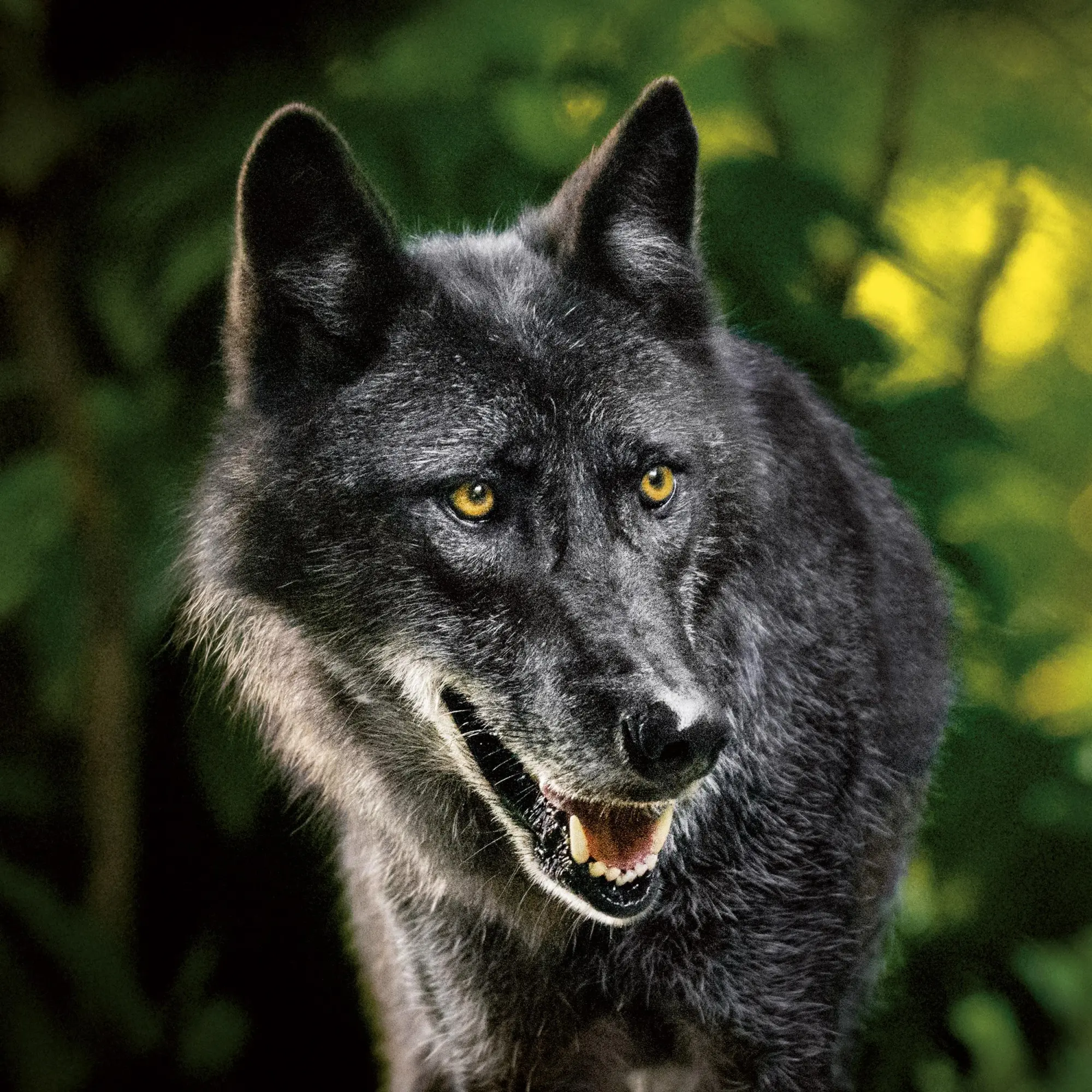 Bild: 9783959295932 | Wölfe/Wolves 2026 | Kalender 2026 | Kalender | Artwork Edition | 28 S.