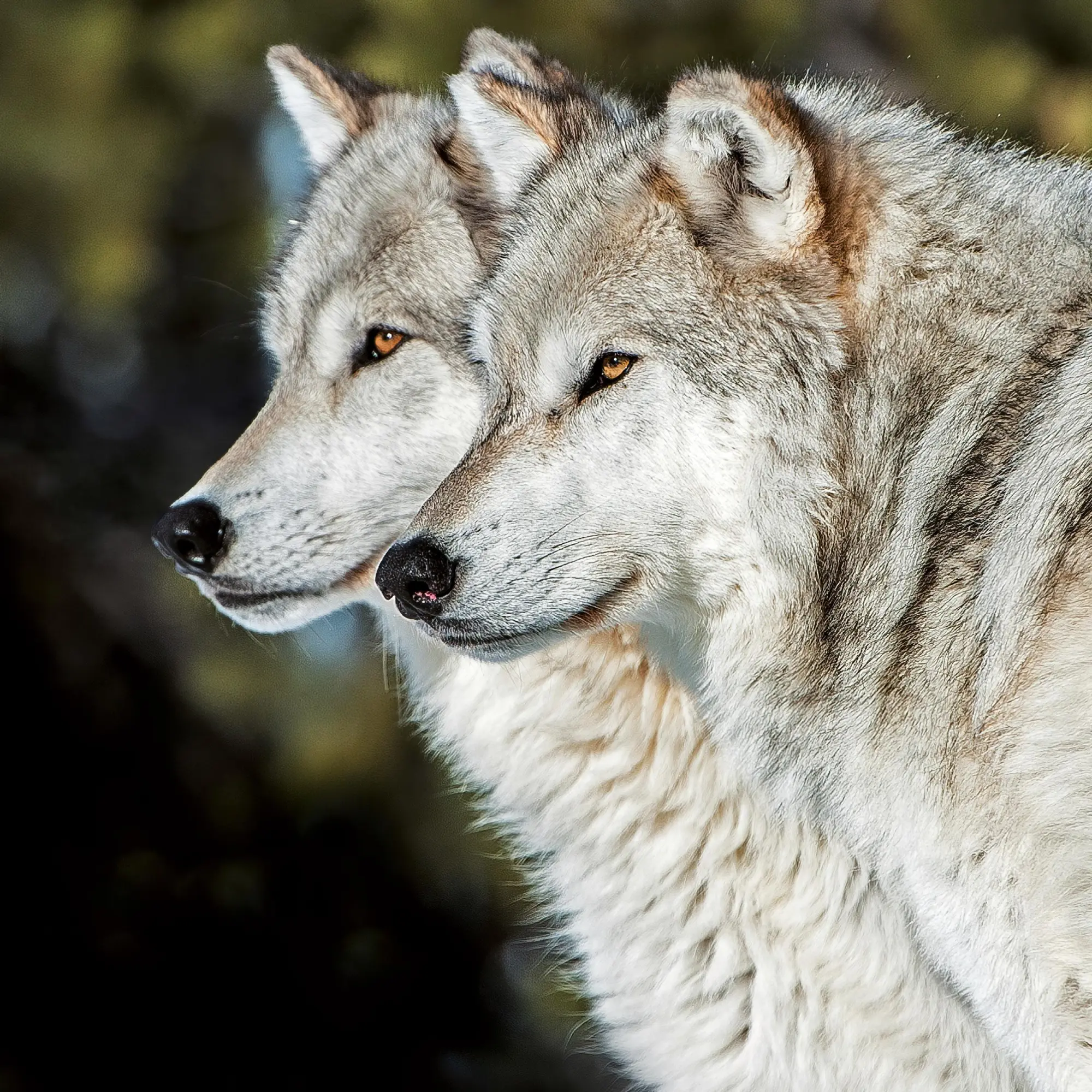 Bild: 9783959295932 | Wölfe/Wolves 2026 | Kalender 2026 | Kalender | Artwork Edition | 28 S.