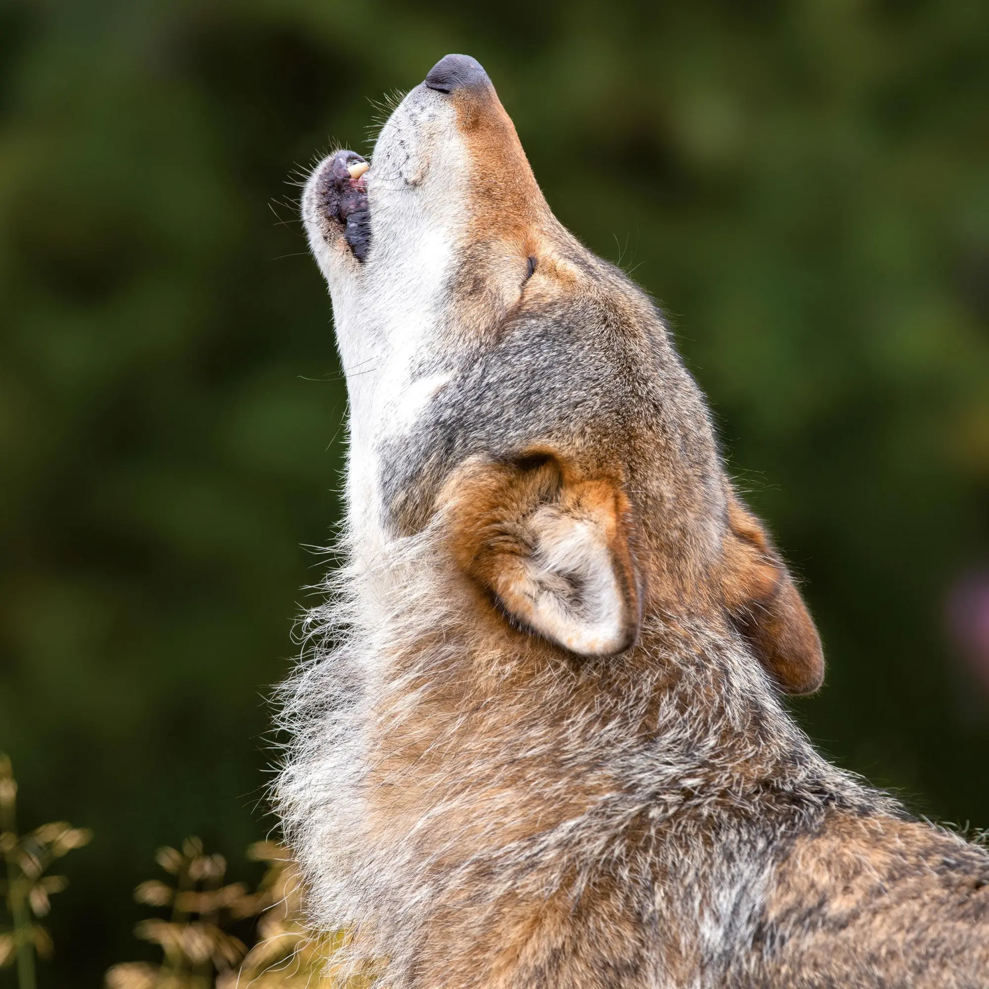 Bild: 9783959295932 | Wölfe/Wolves 2026 | Kalender 2026 | Kalender | Artwork Edition | 28 S.