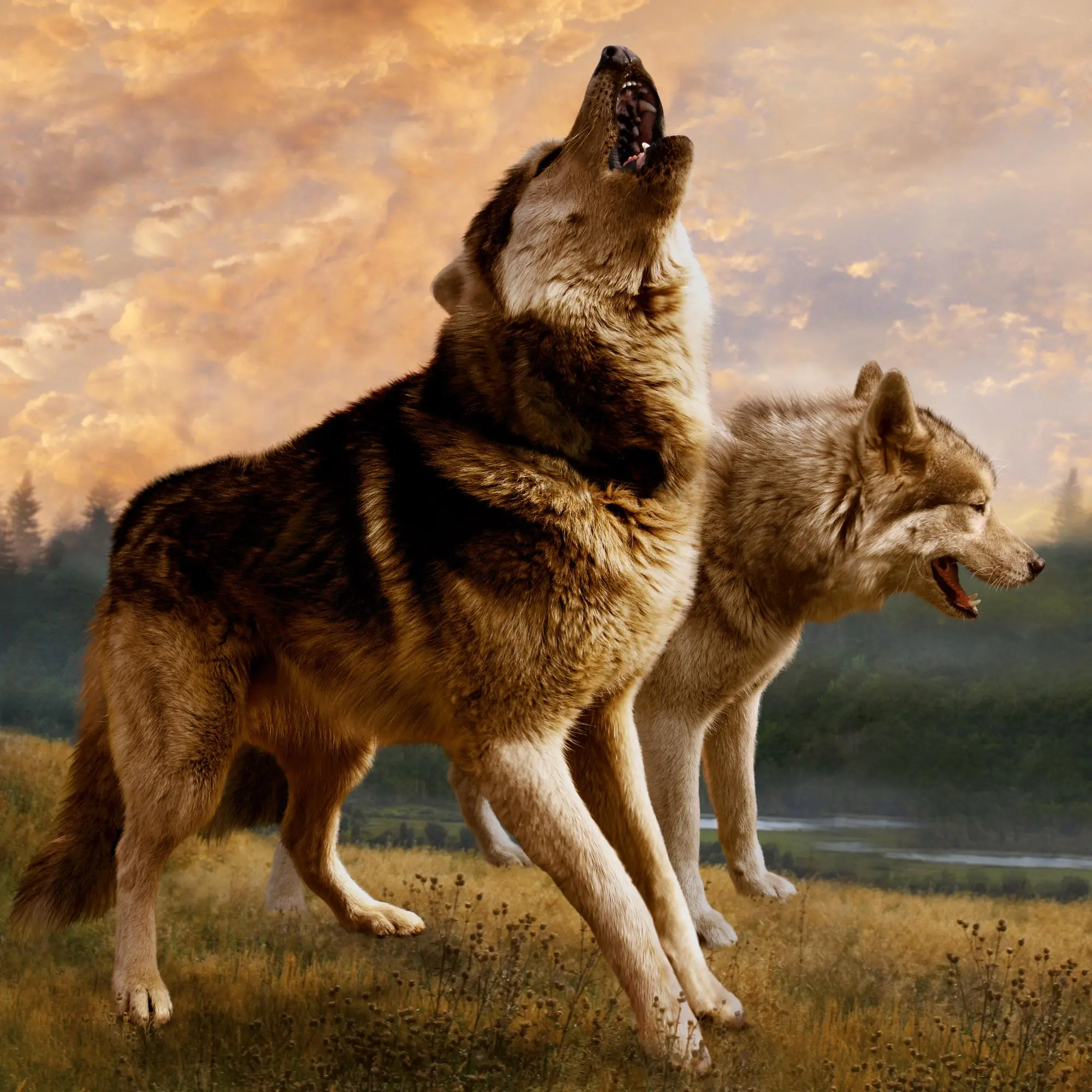Bild: 9783959295932 | Wölfe/Wolves 2026 | Kalender 2026 | Kalender | Artwork Edition | 28 S.
