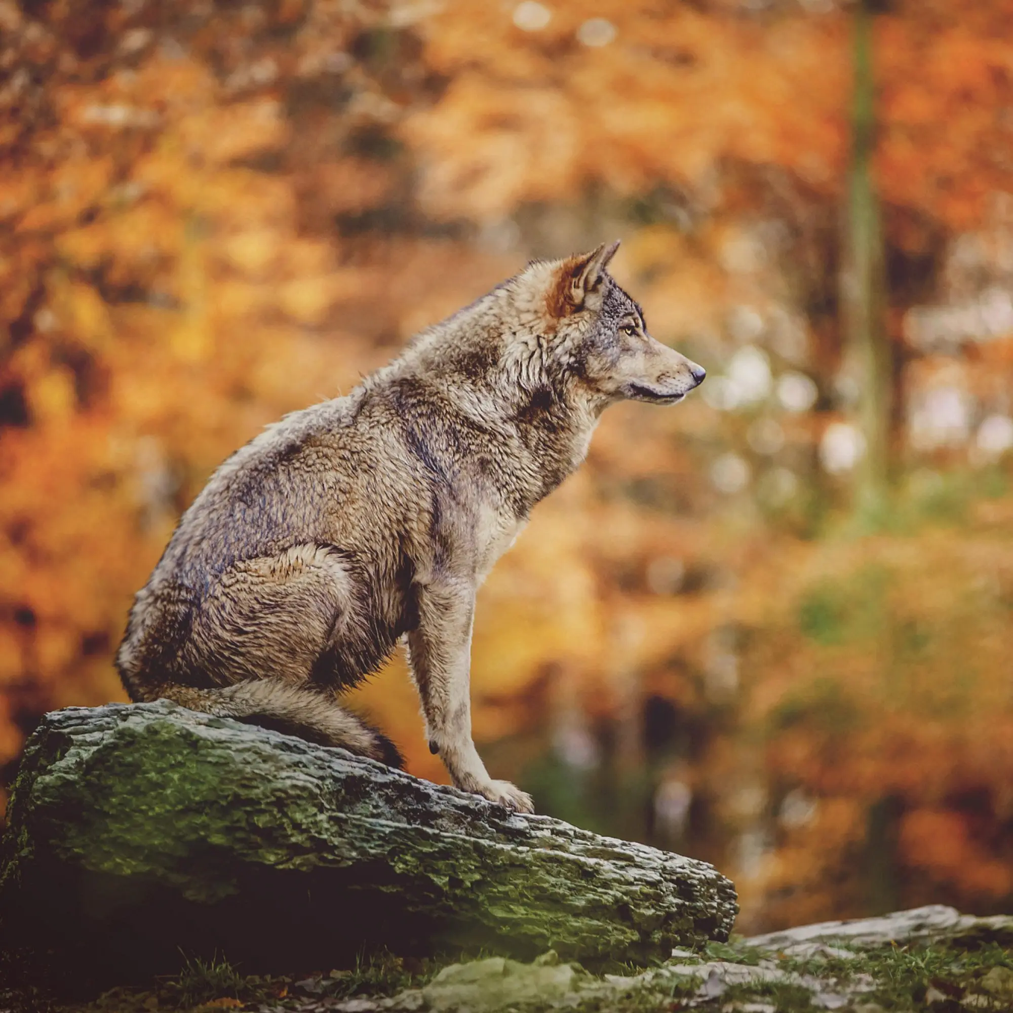 Bild: 9783959295932 | Wölfe/Wolves 2026 | Kalender 2026 | Kalender | Artwork Edition | 28 S.